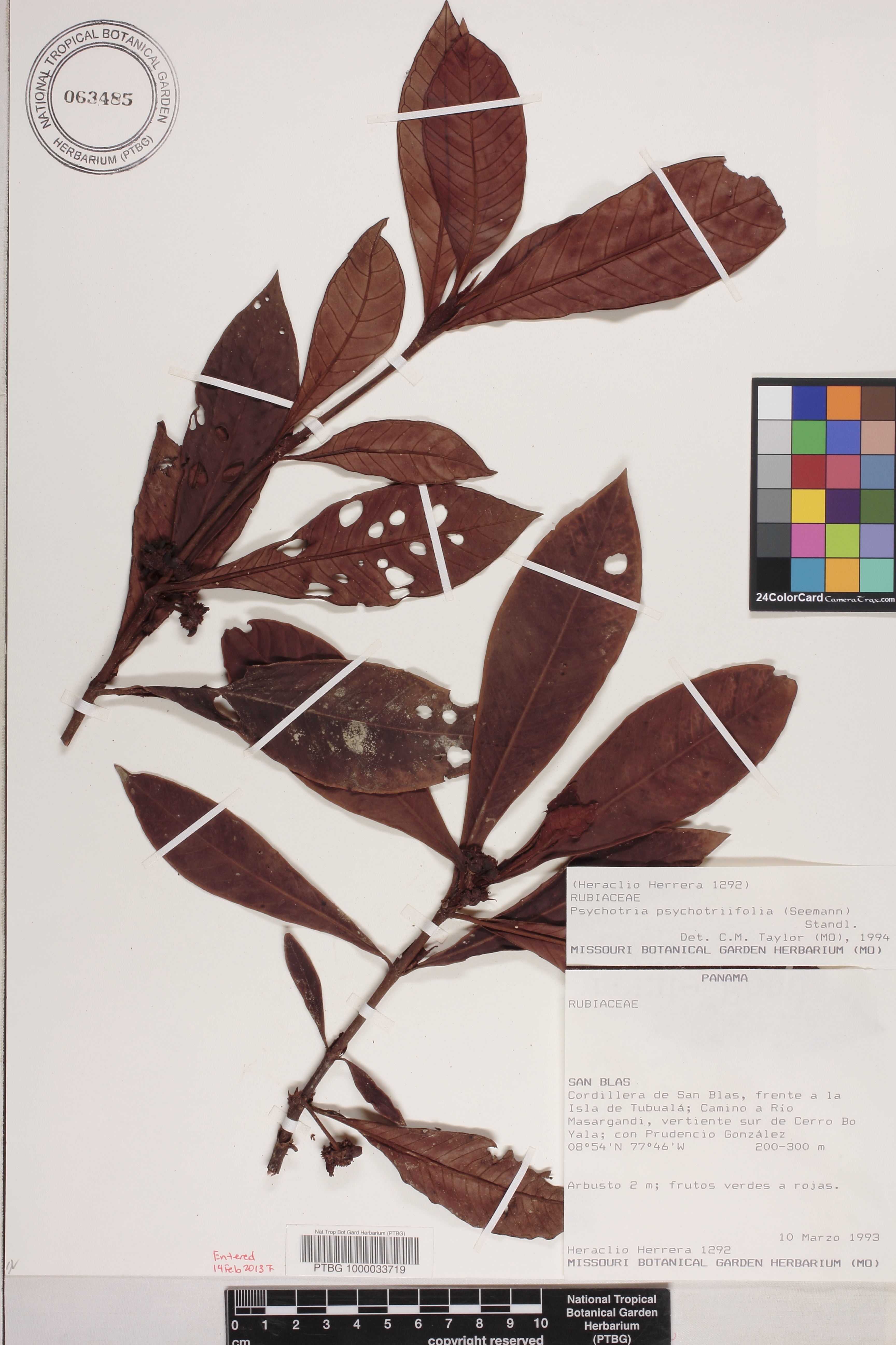 Psychotria psychotriifolia image