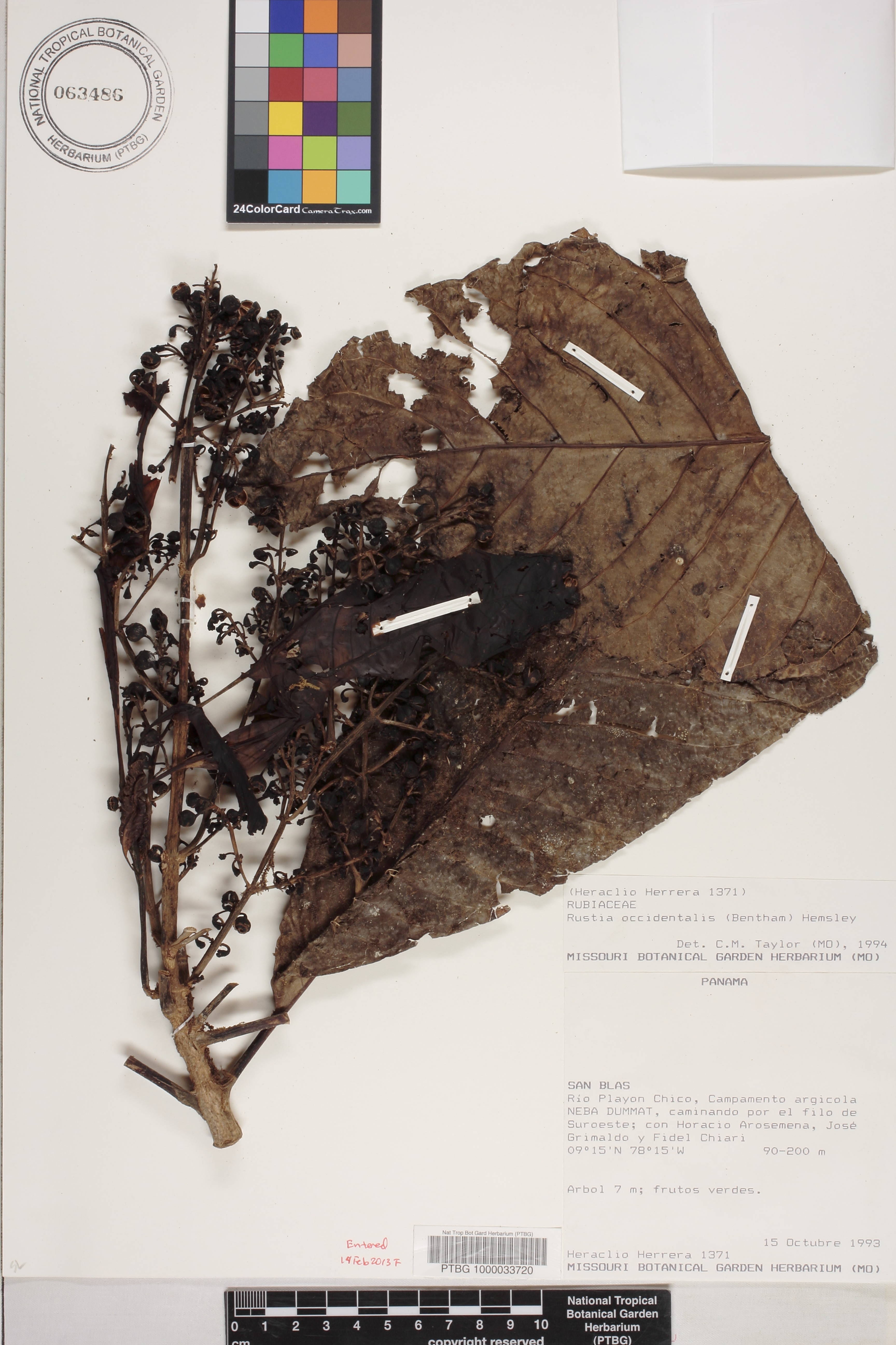 Rustia occidentalis image