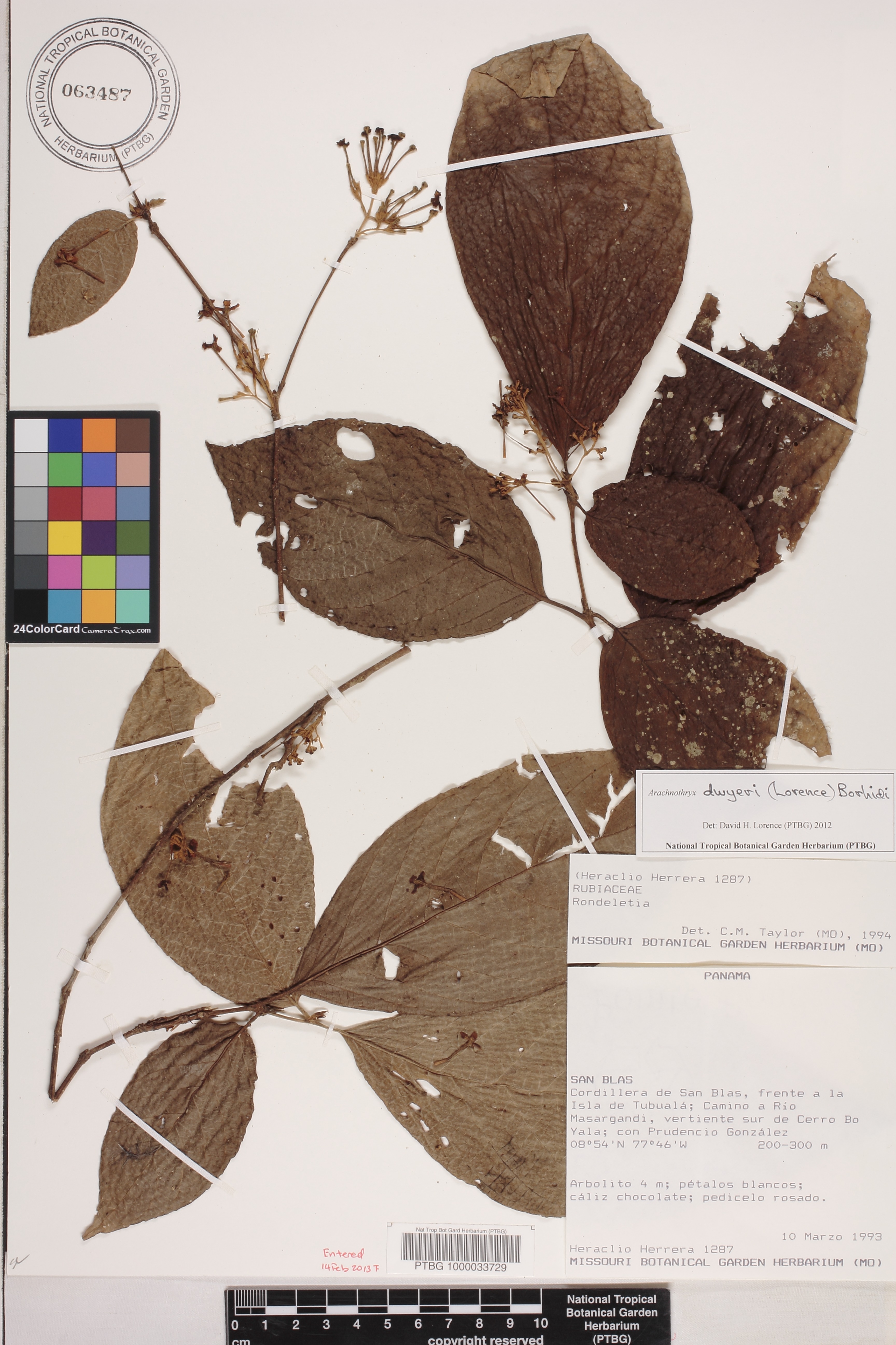 Arachnothryx dwyeri image