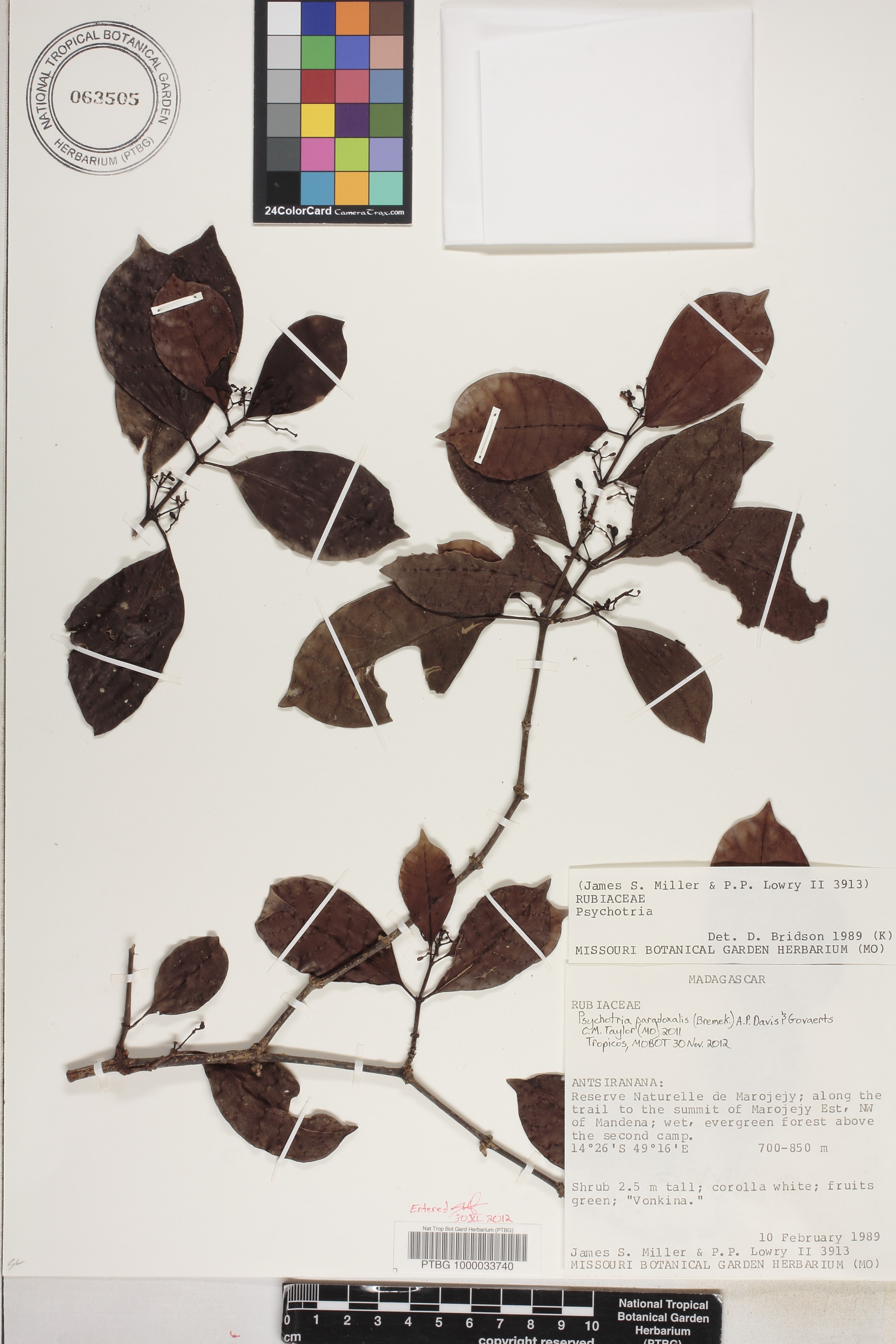 Psychotria paradoxalis image