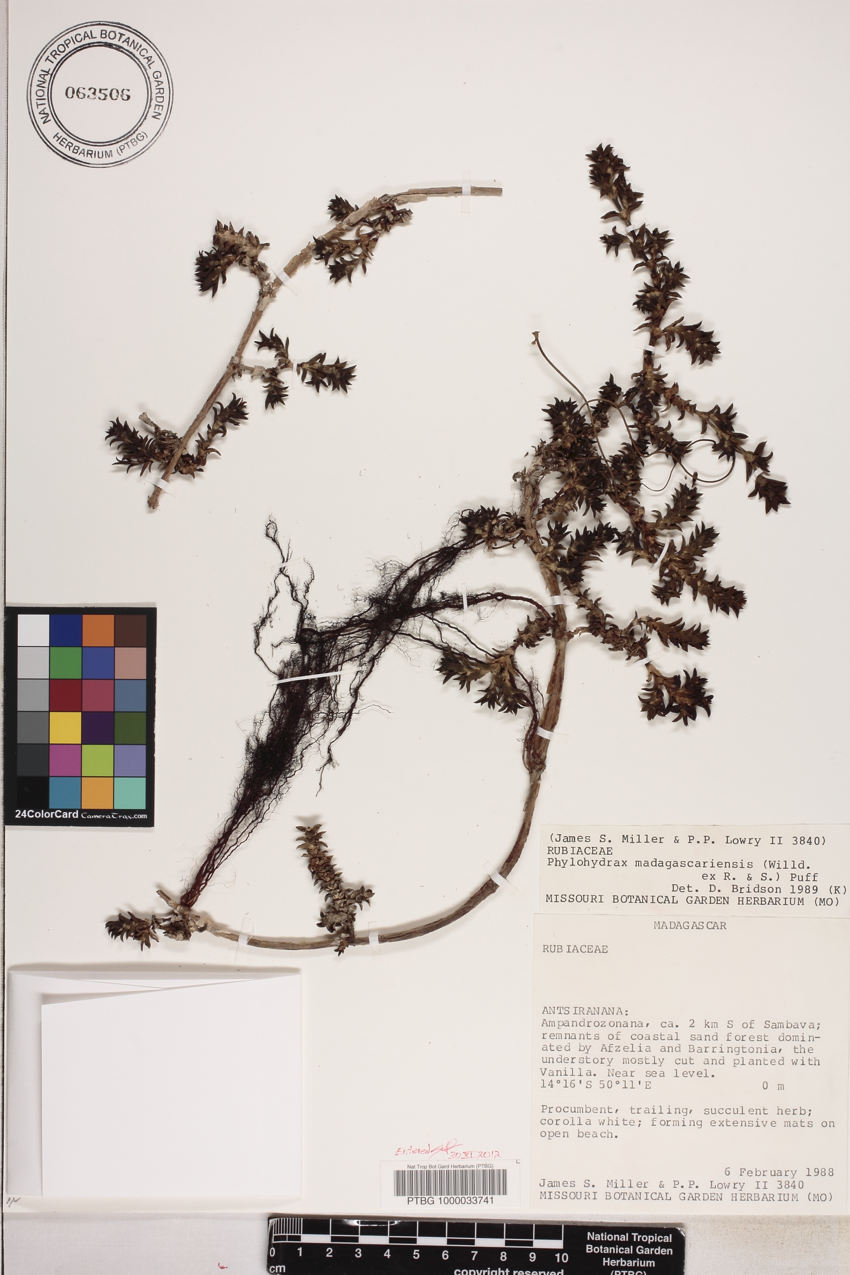 Phylohydrax madagascariensis image