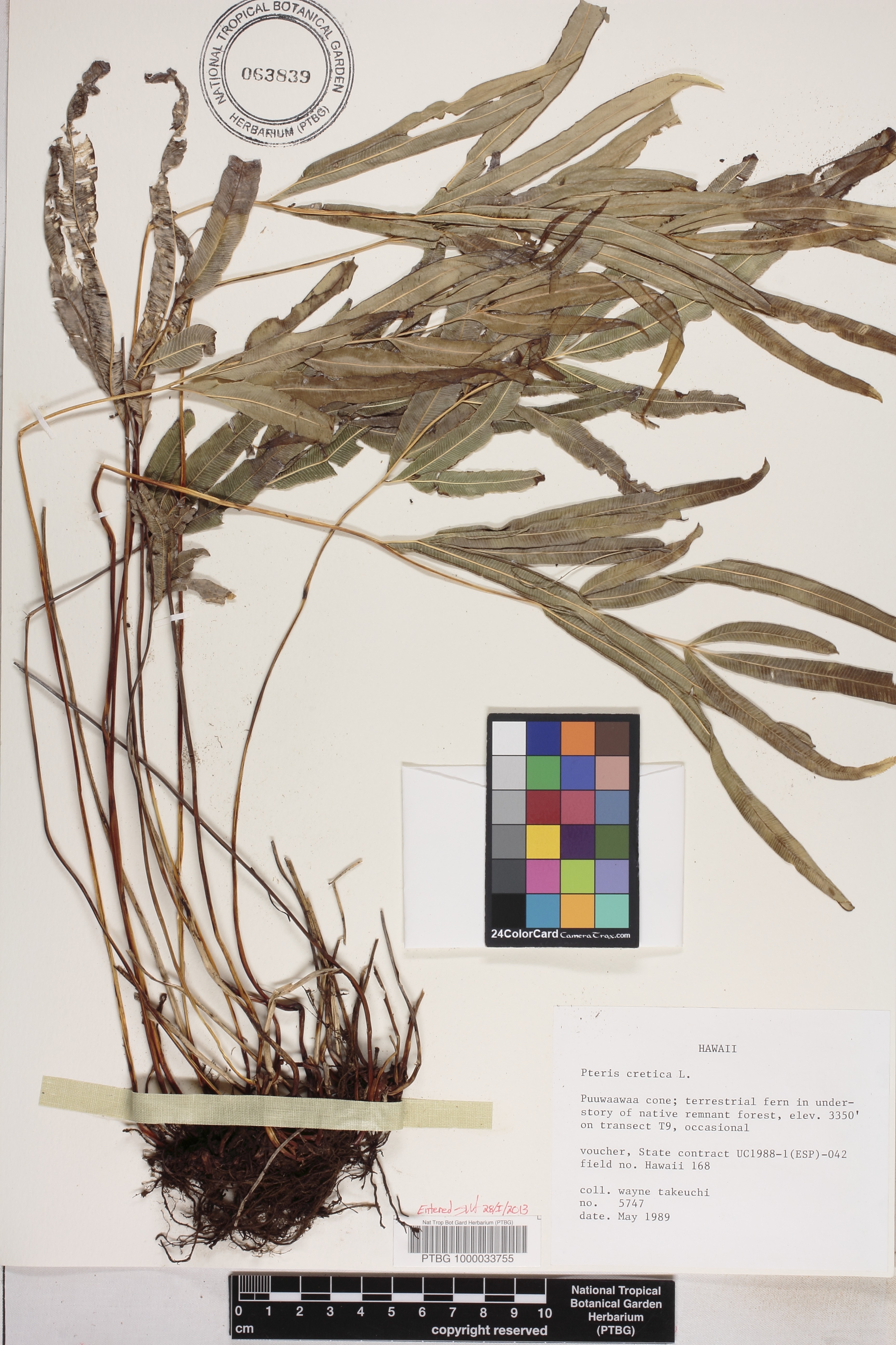 Pteris image