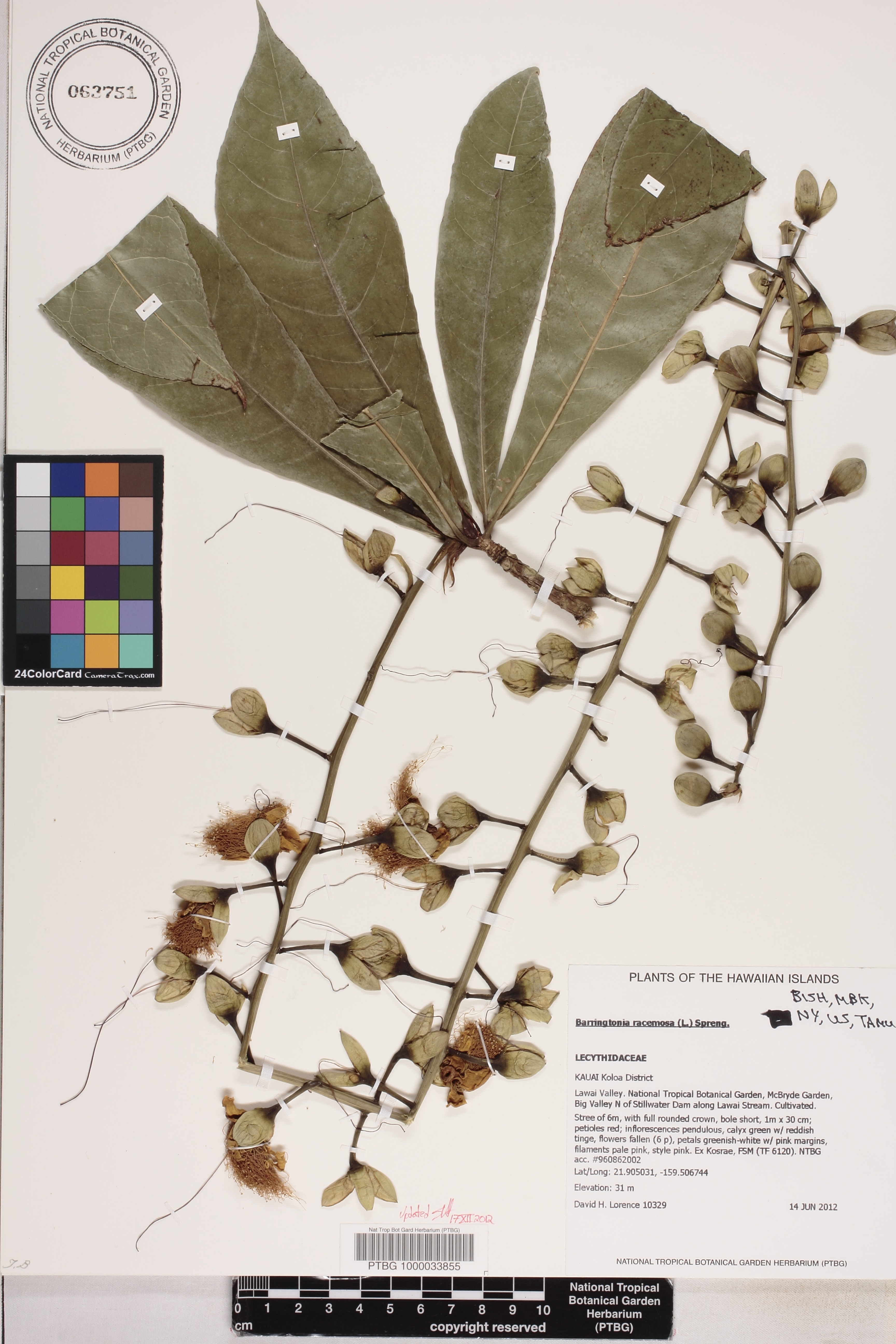 Barringtonia racemosa image