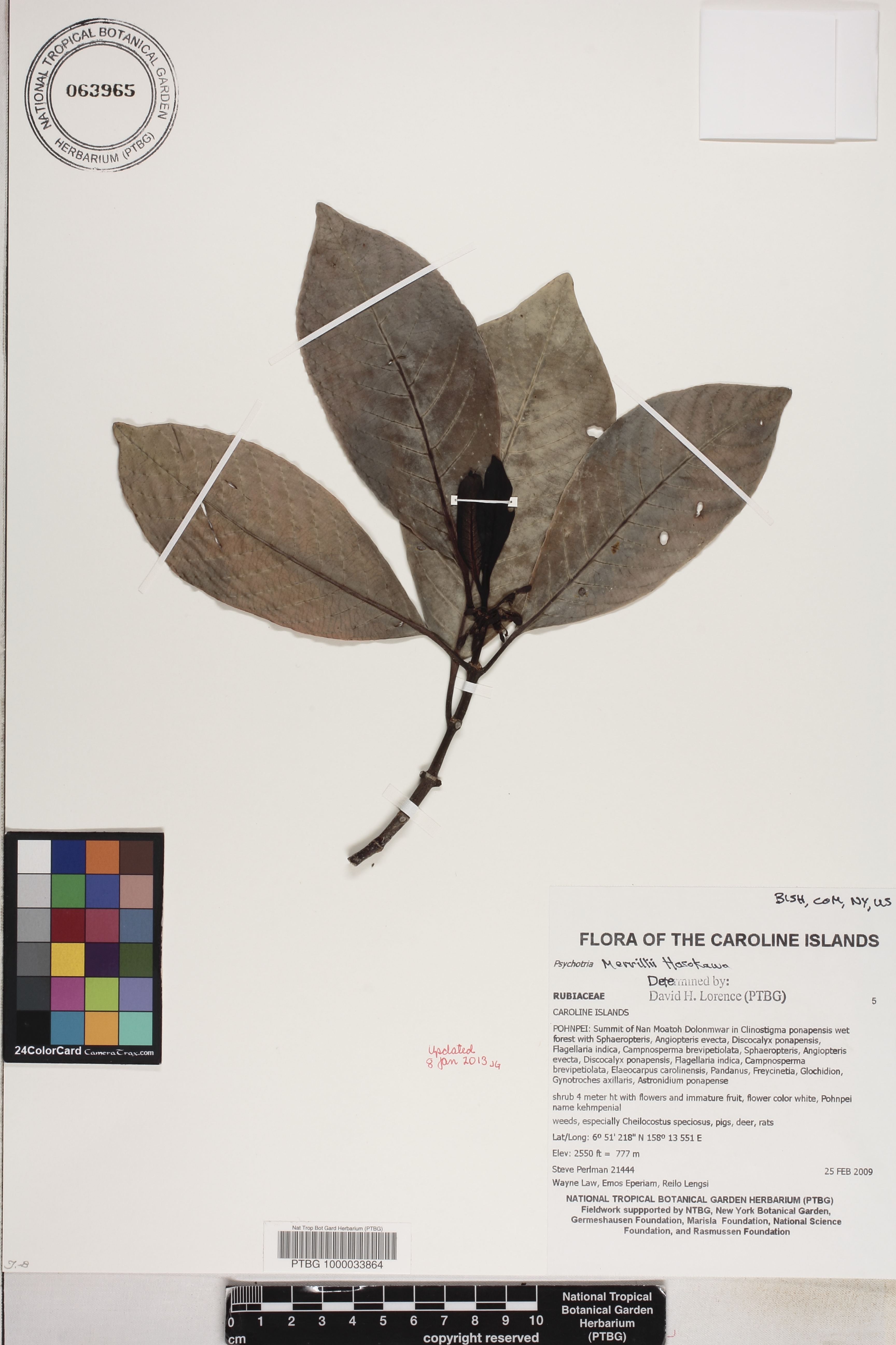 Psychotria merrillii image