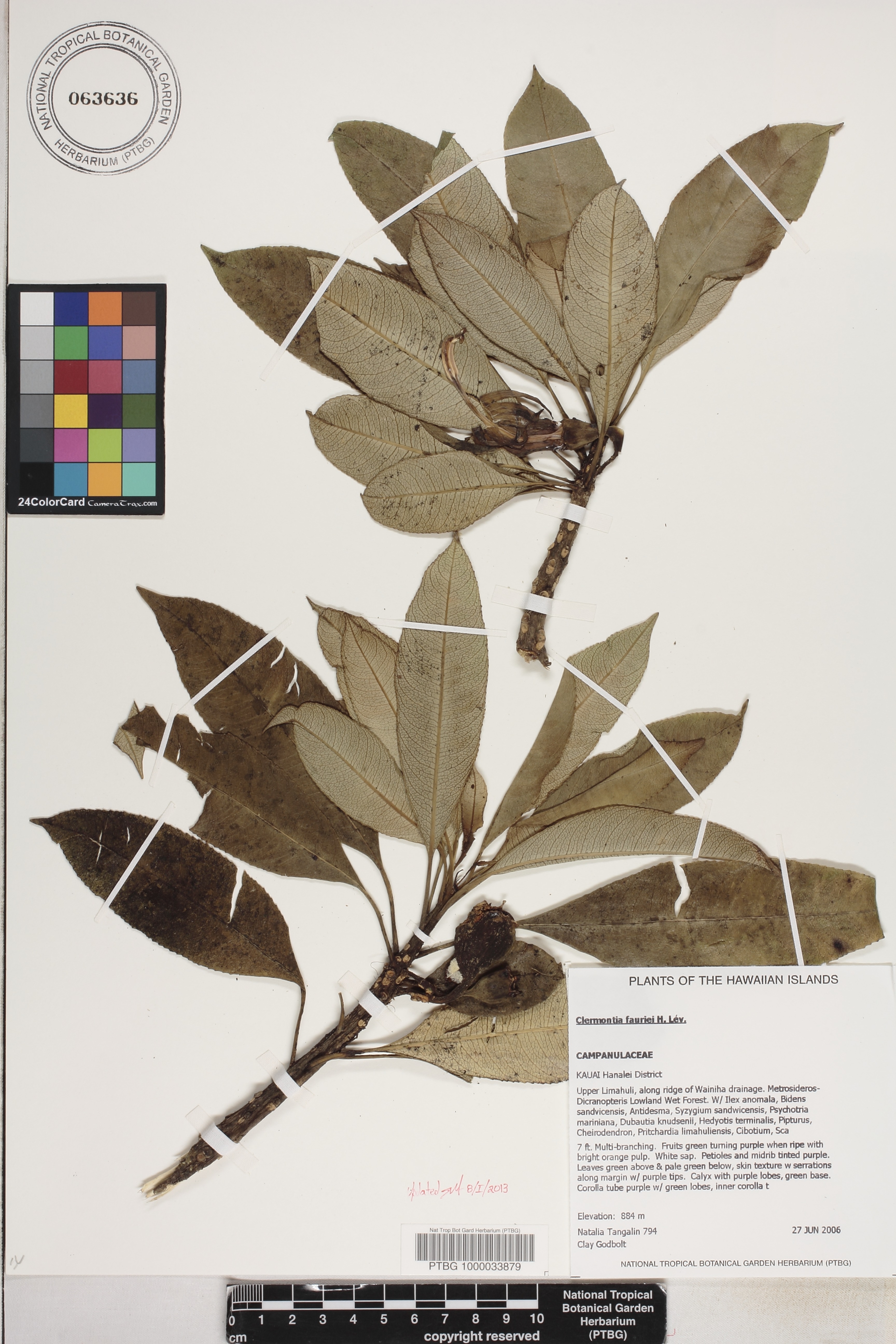Clermontia image