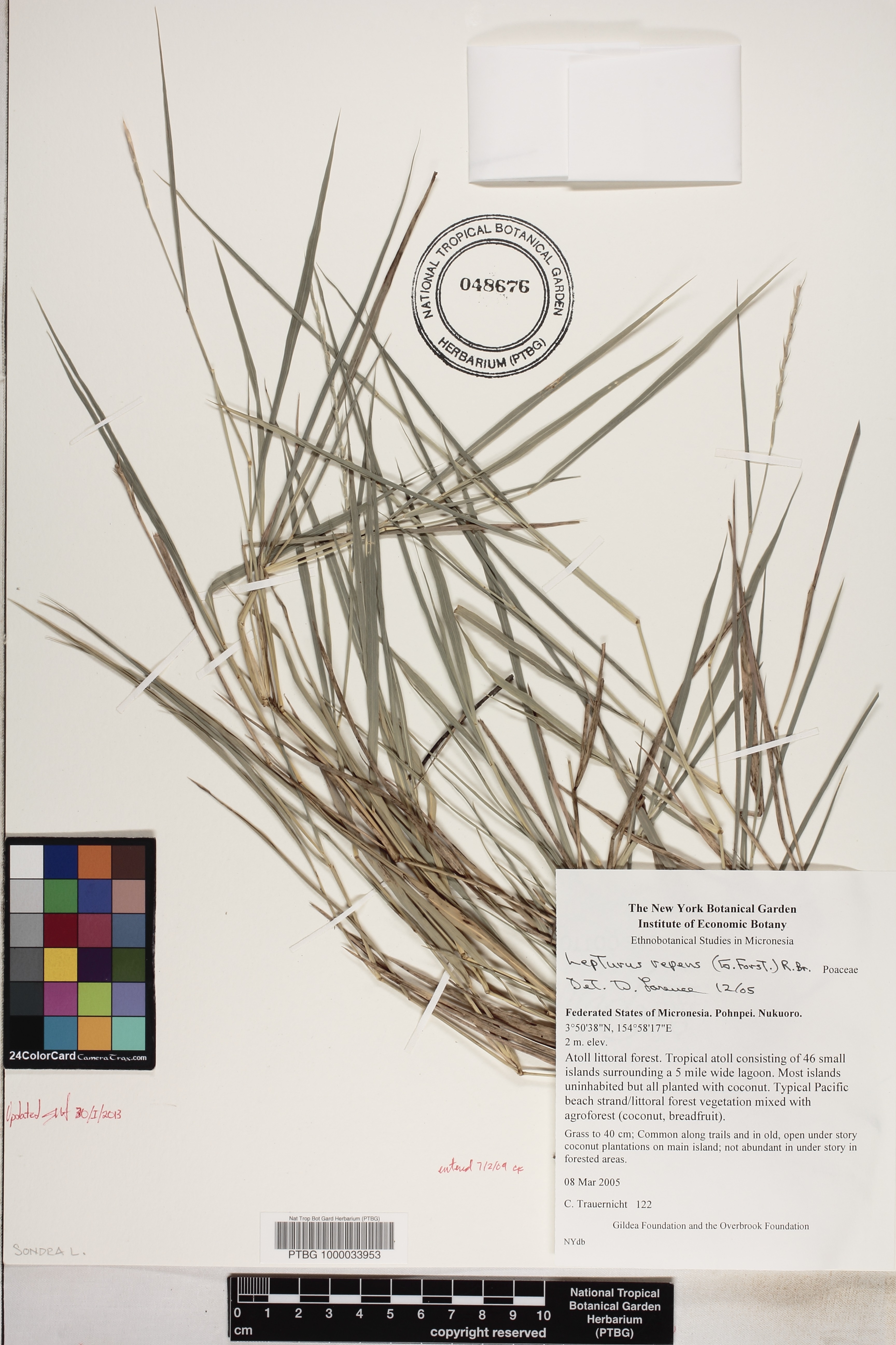 Lepturus repens image