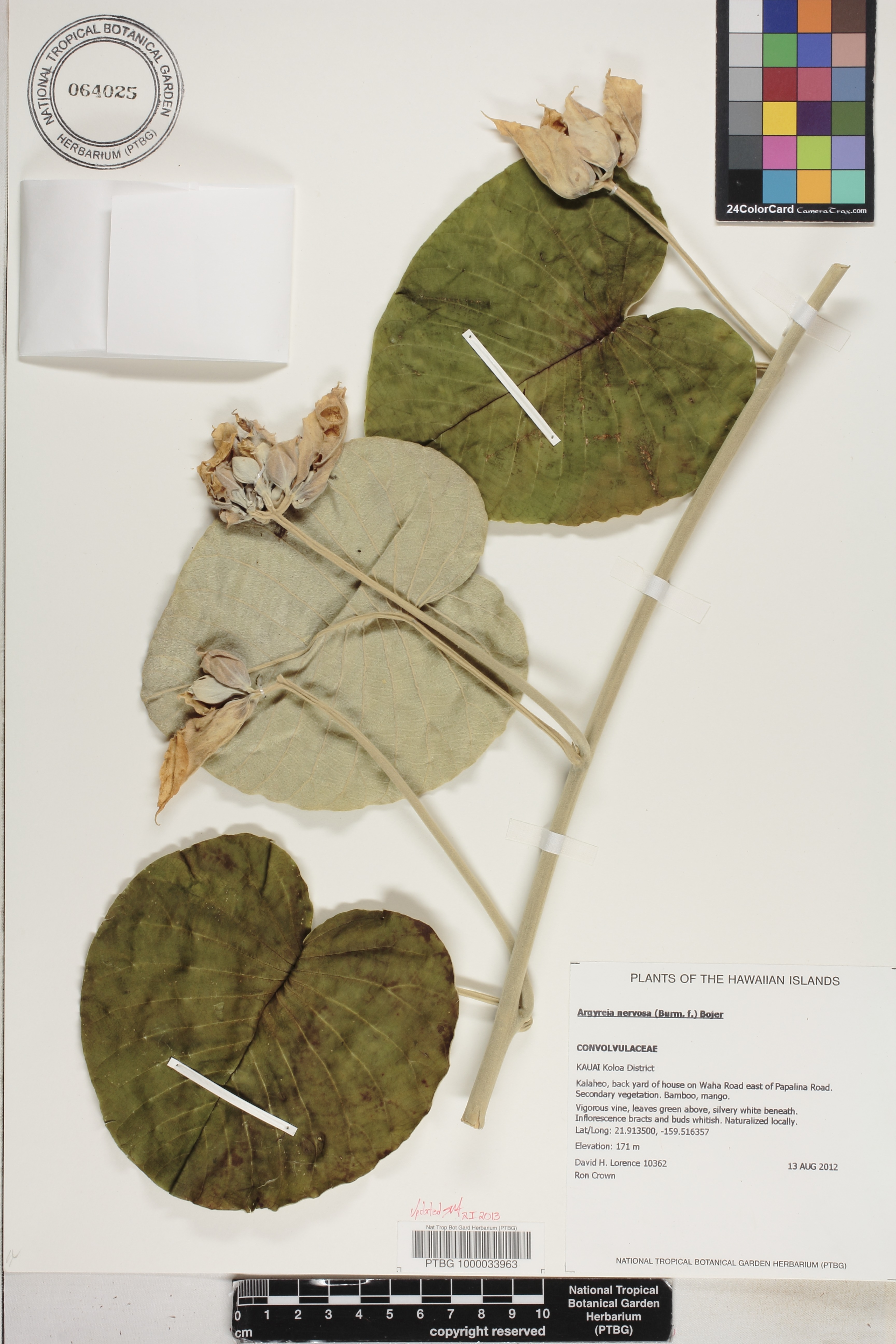 Argyreia nervosa image