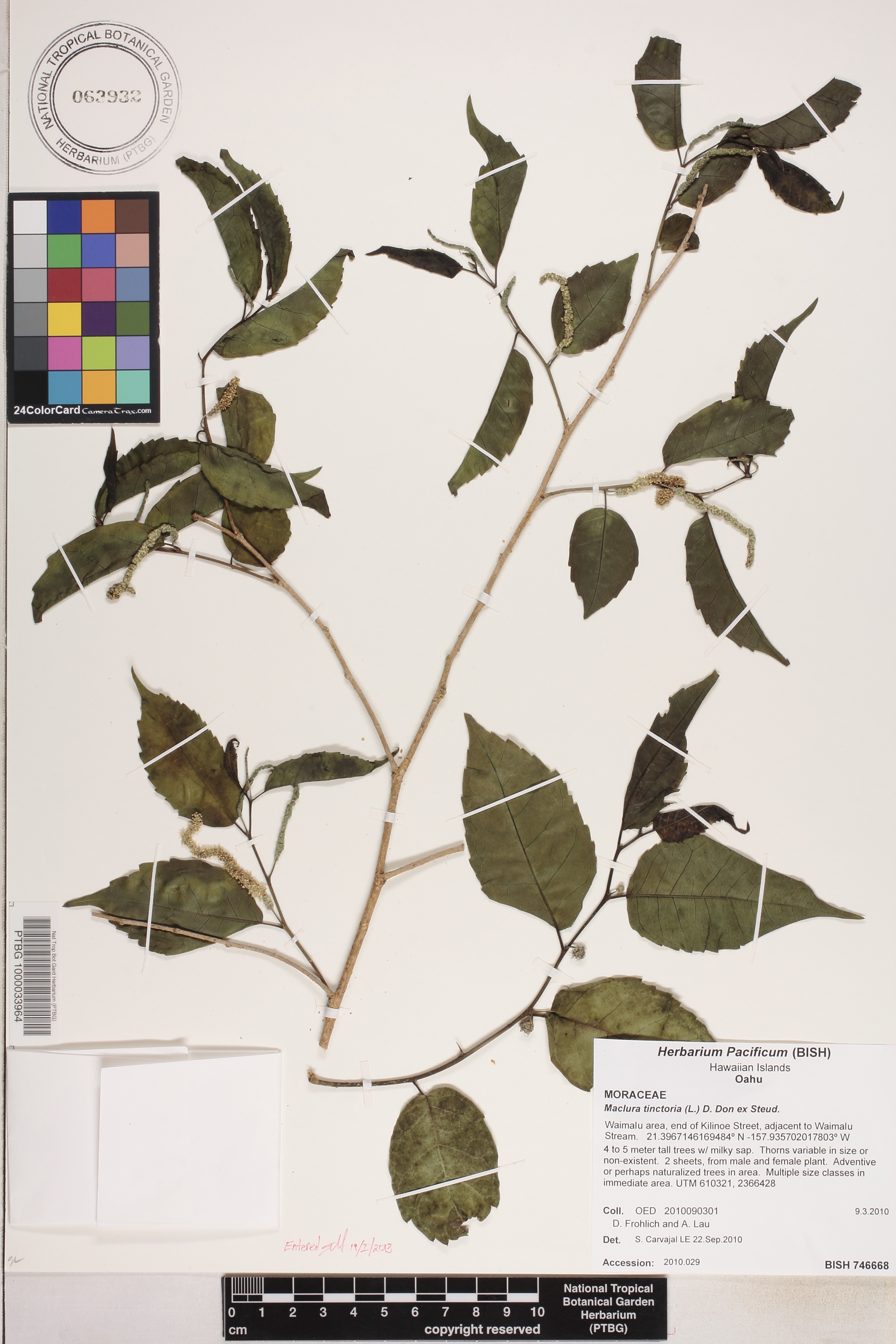 Maclura tinctoria image
