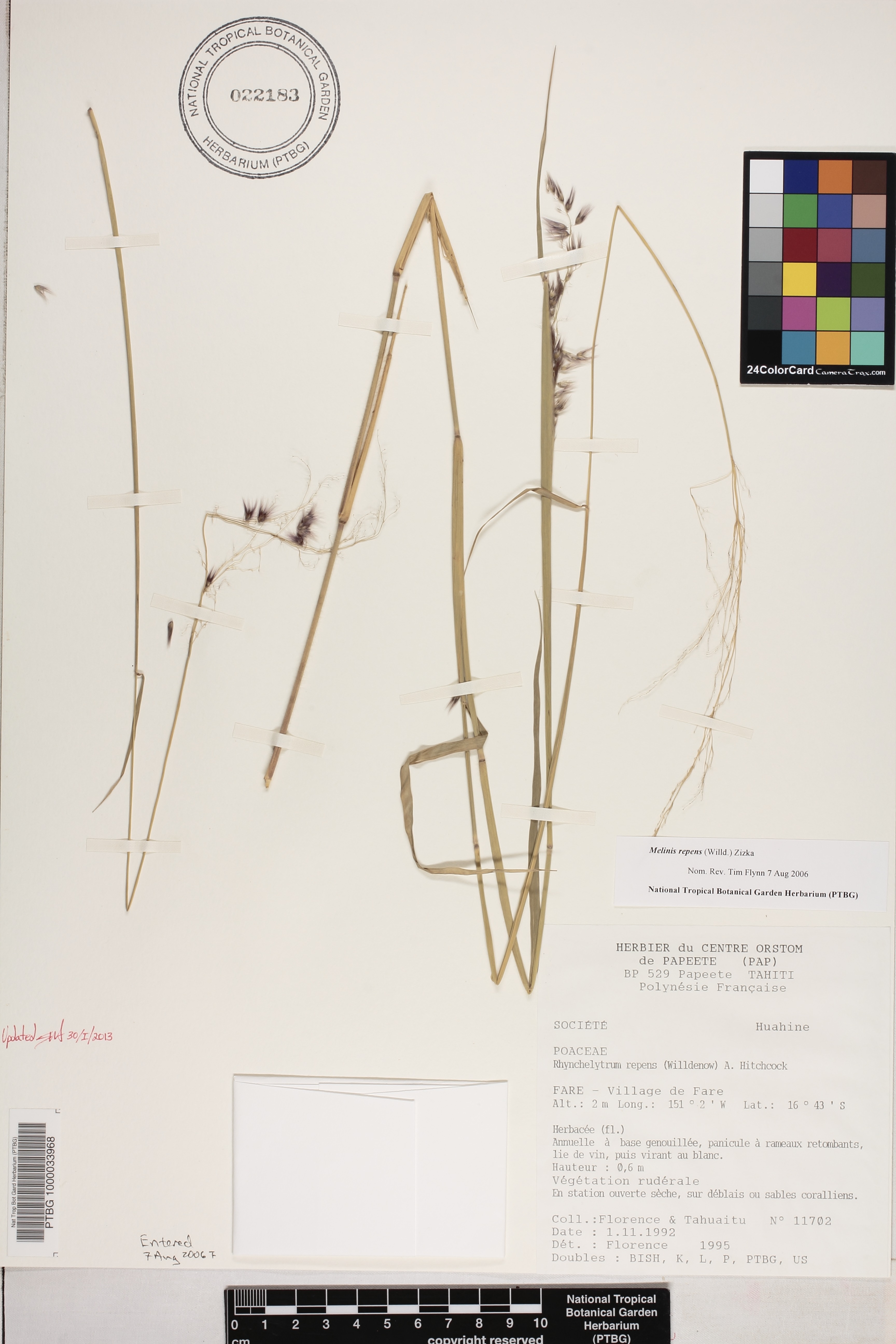 Melinis repens image