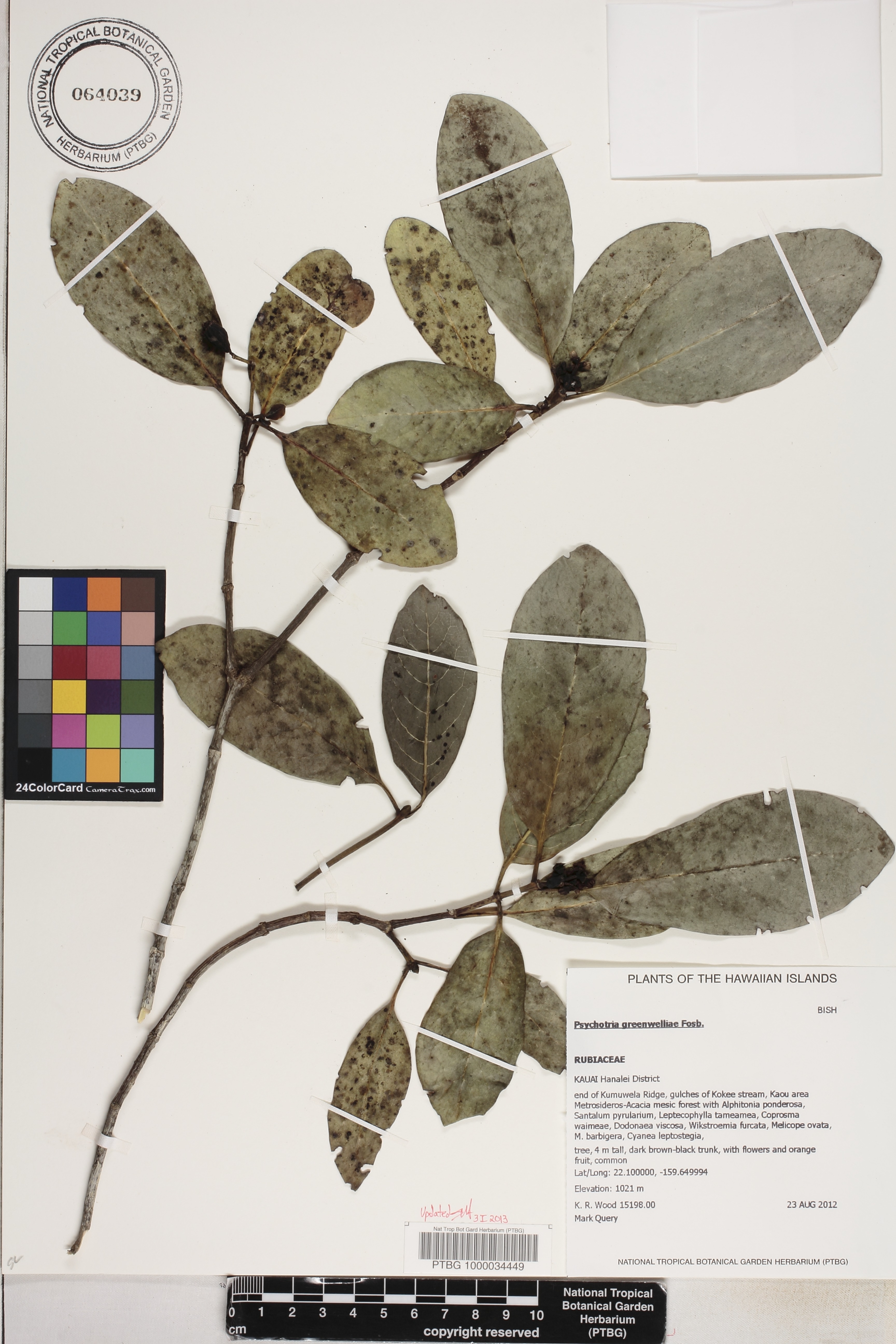 Psychotria greenwelliae image