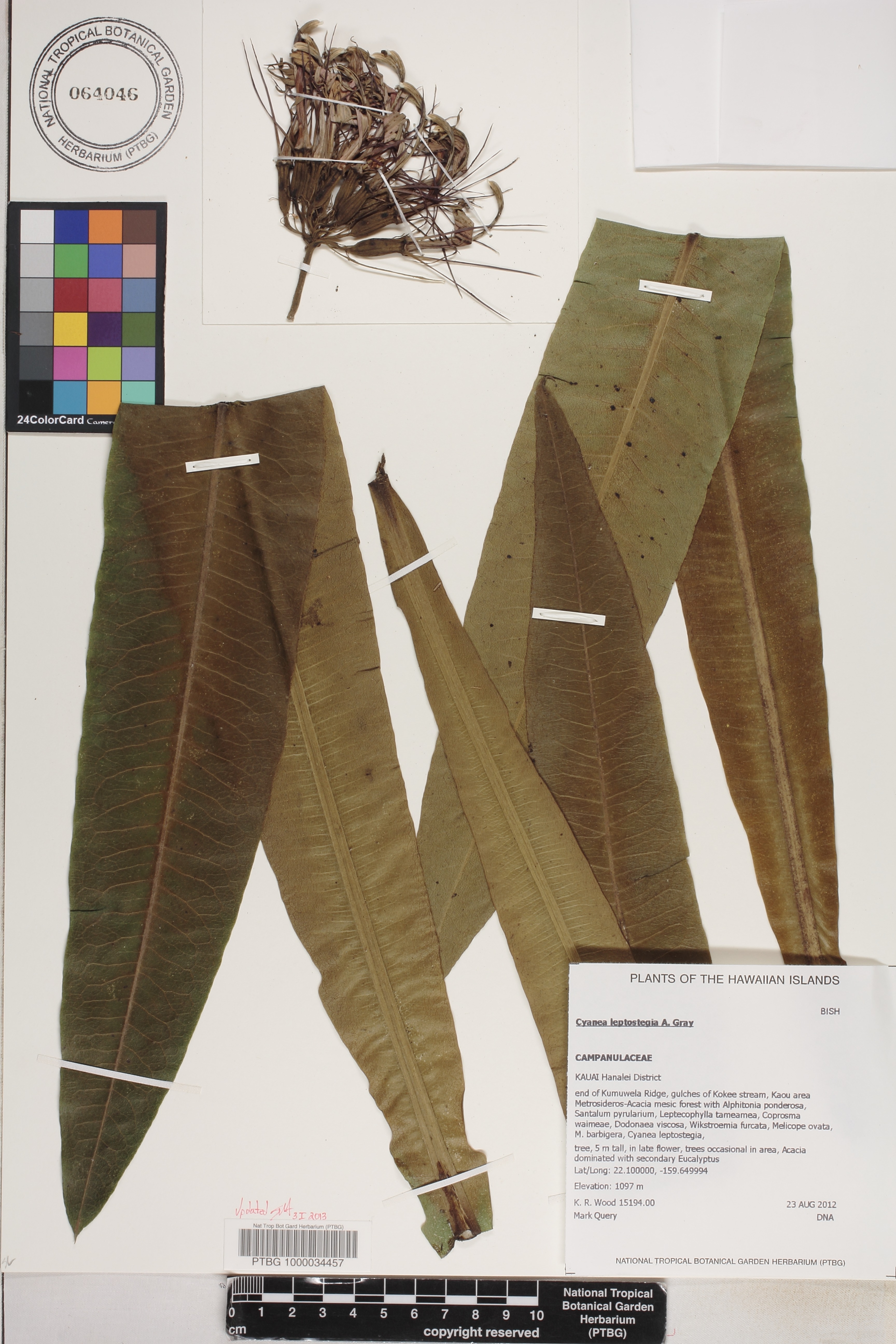 Cyanea leptostegia image