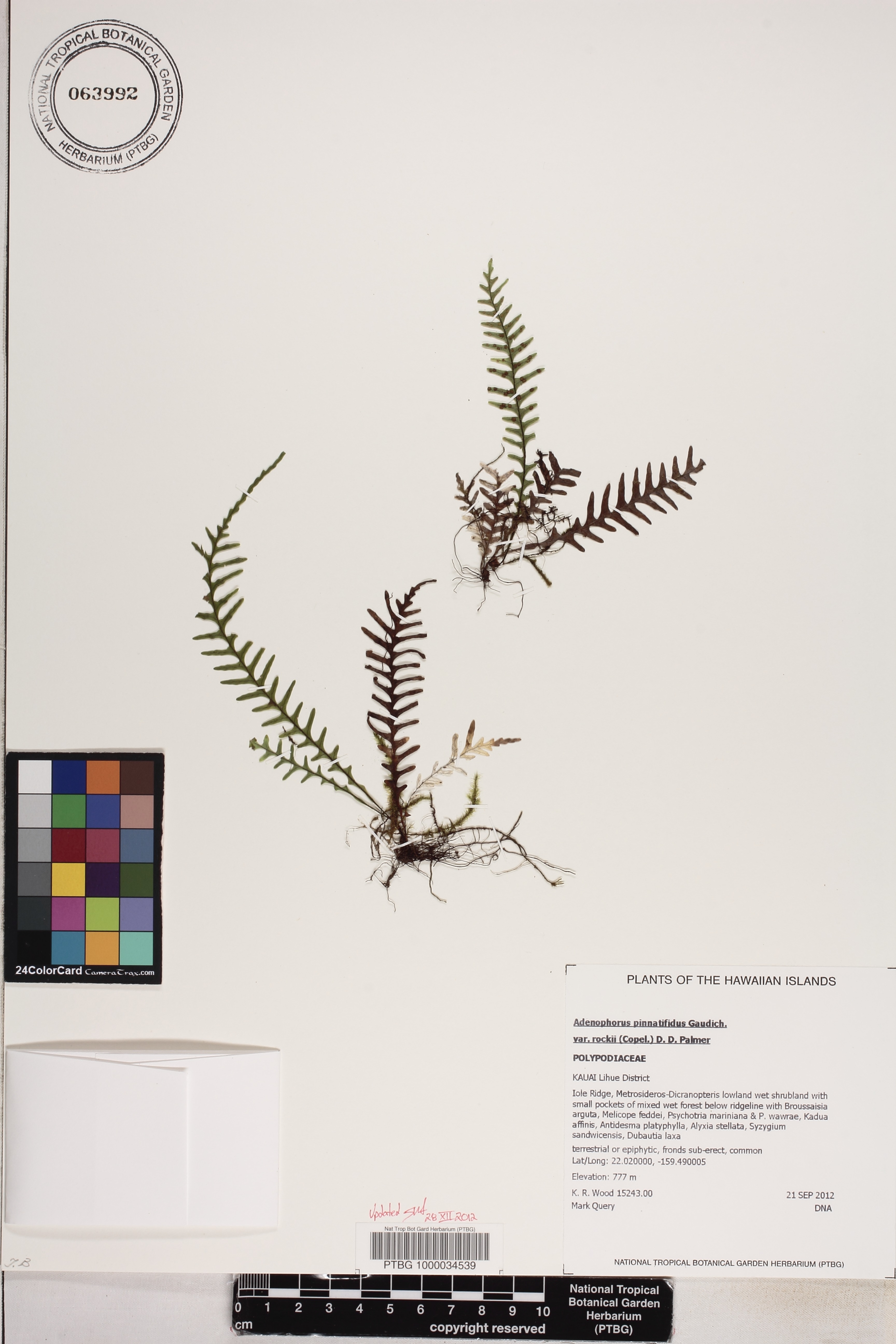 Adenophorus pinnatifidus var. rockii image