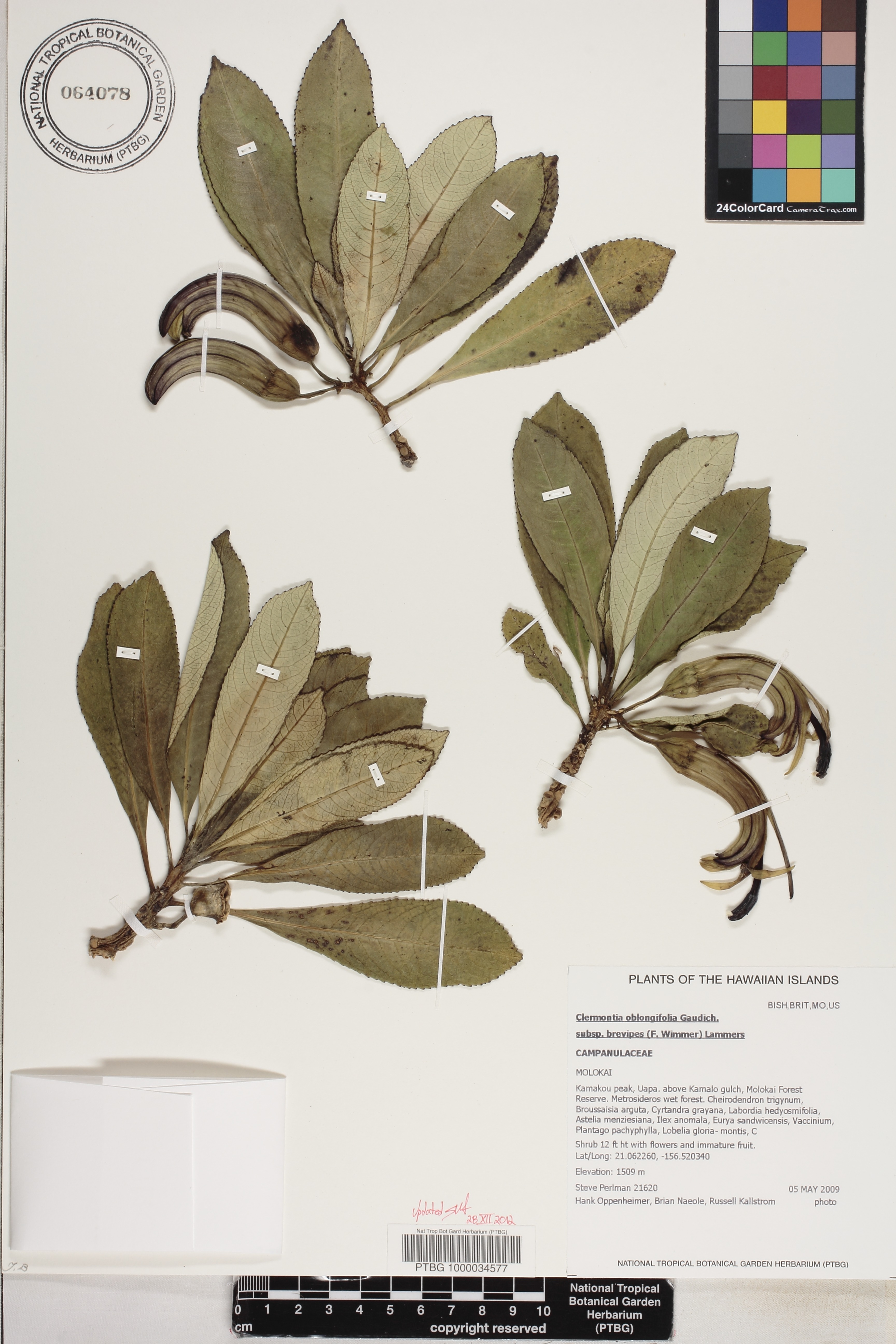 Clermontia oblongifolia subsp. brevipes image