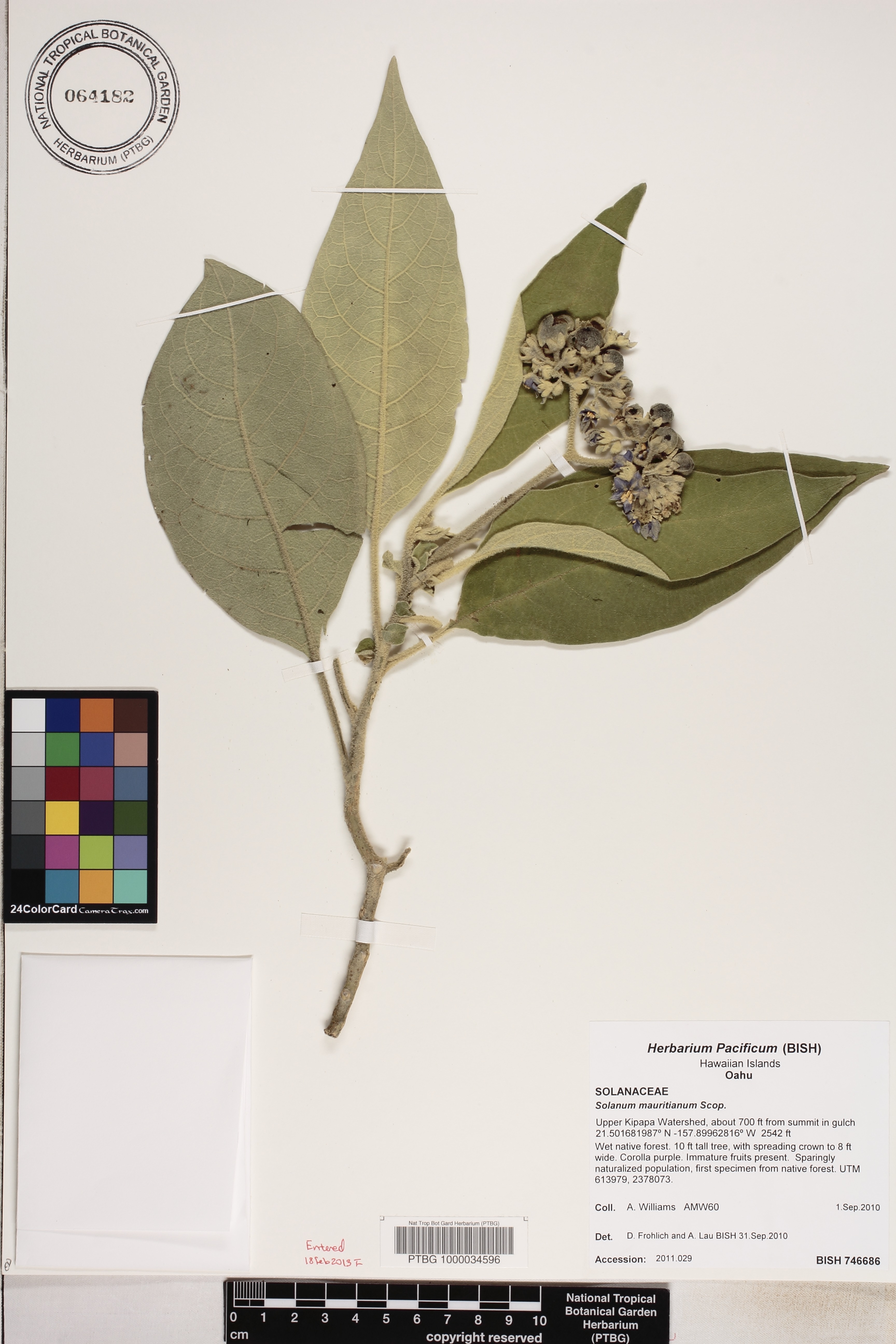 Solanum mauritianum image