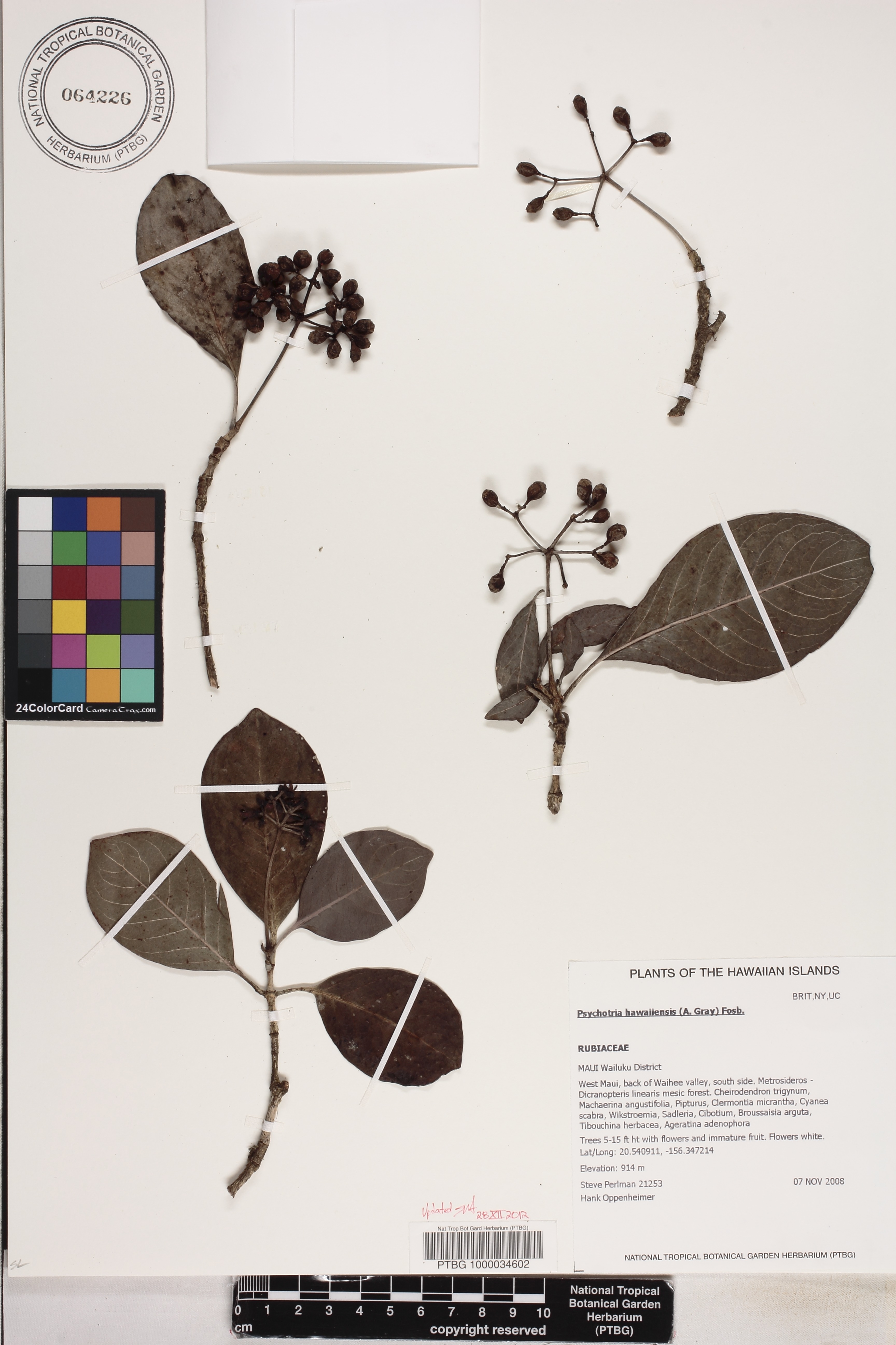 Psychotria hawaiiensis image