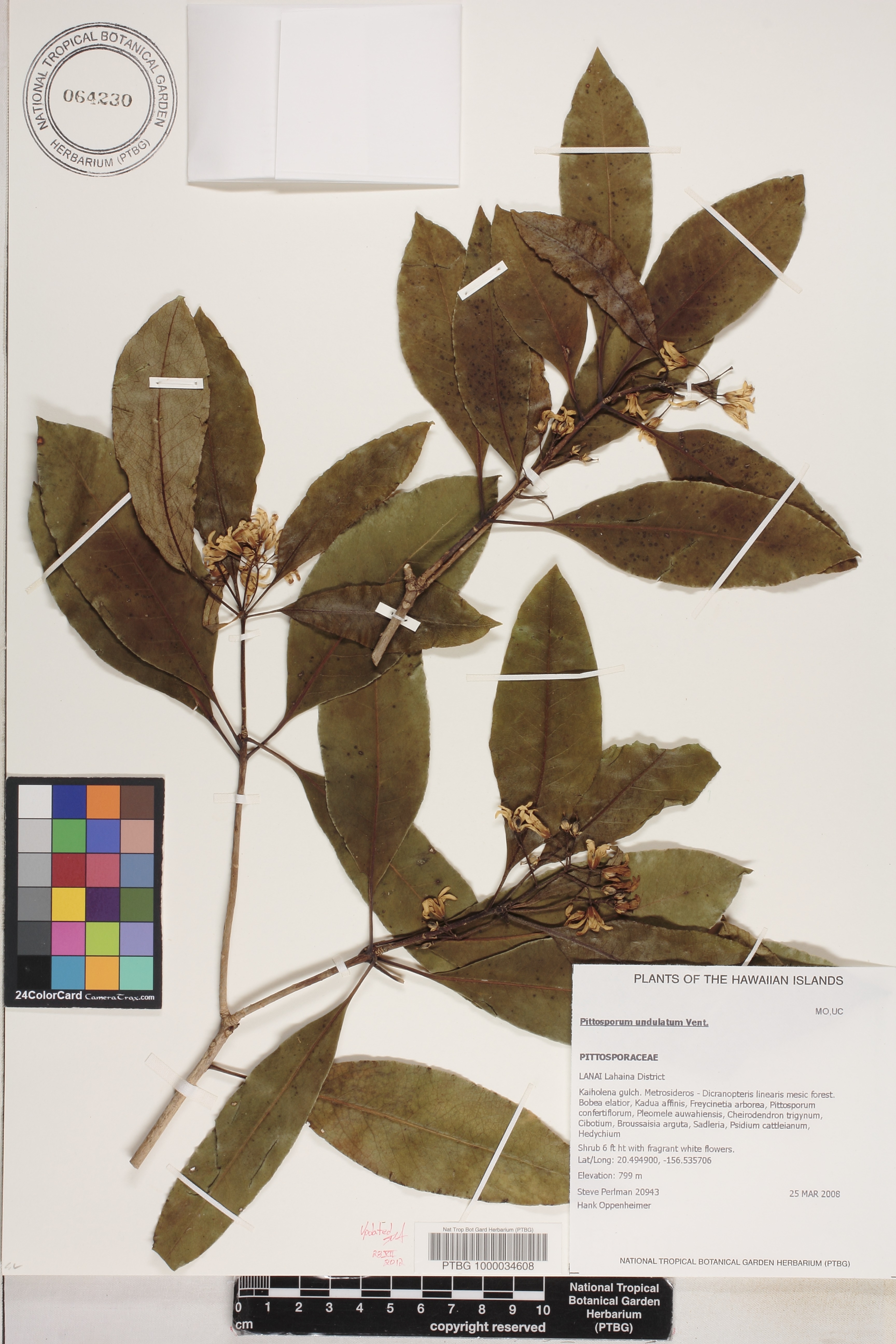 Pittosporum undulatum image