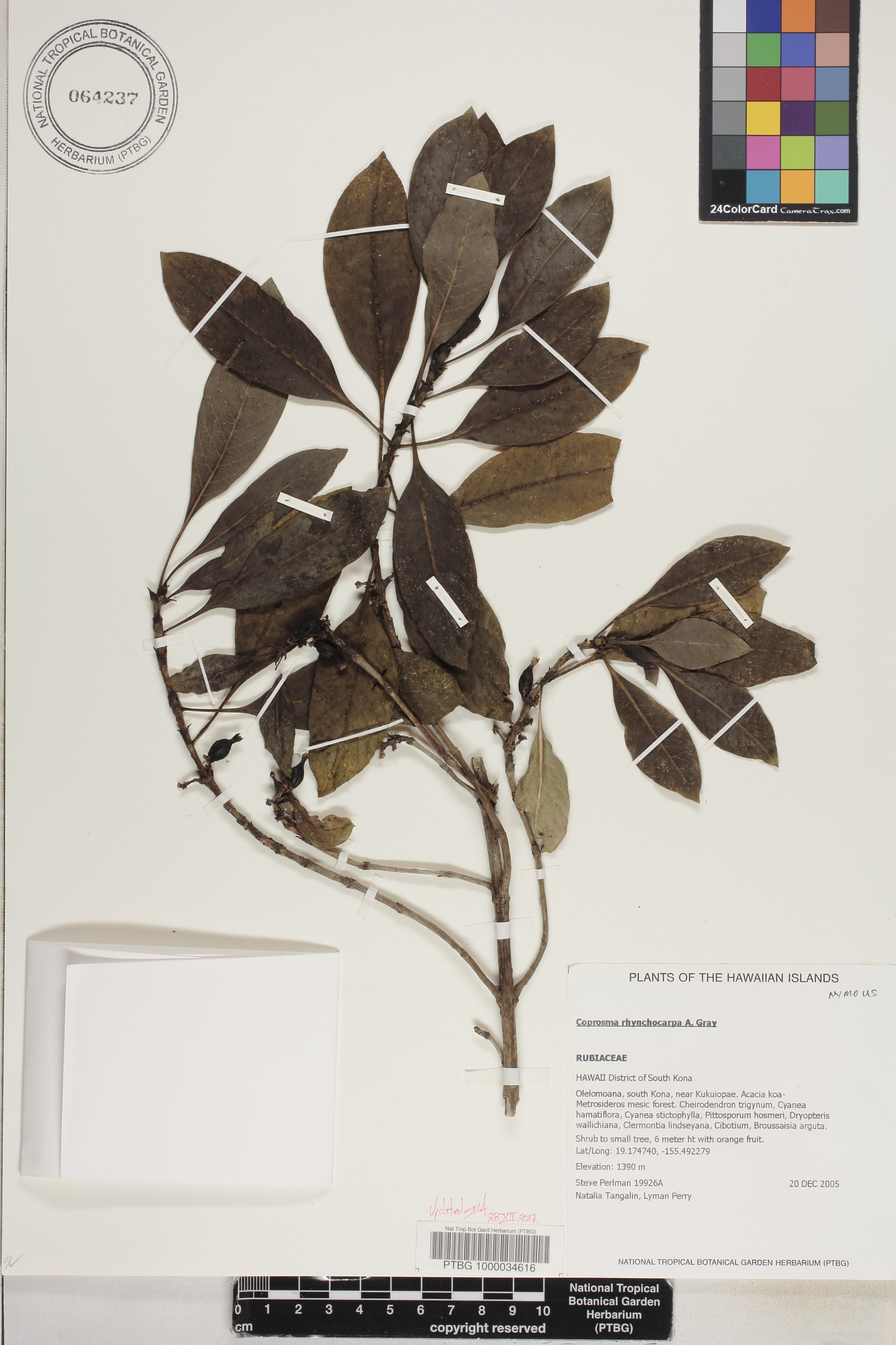 Coprosma rhynchocarpa image