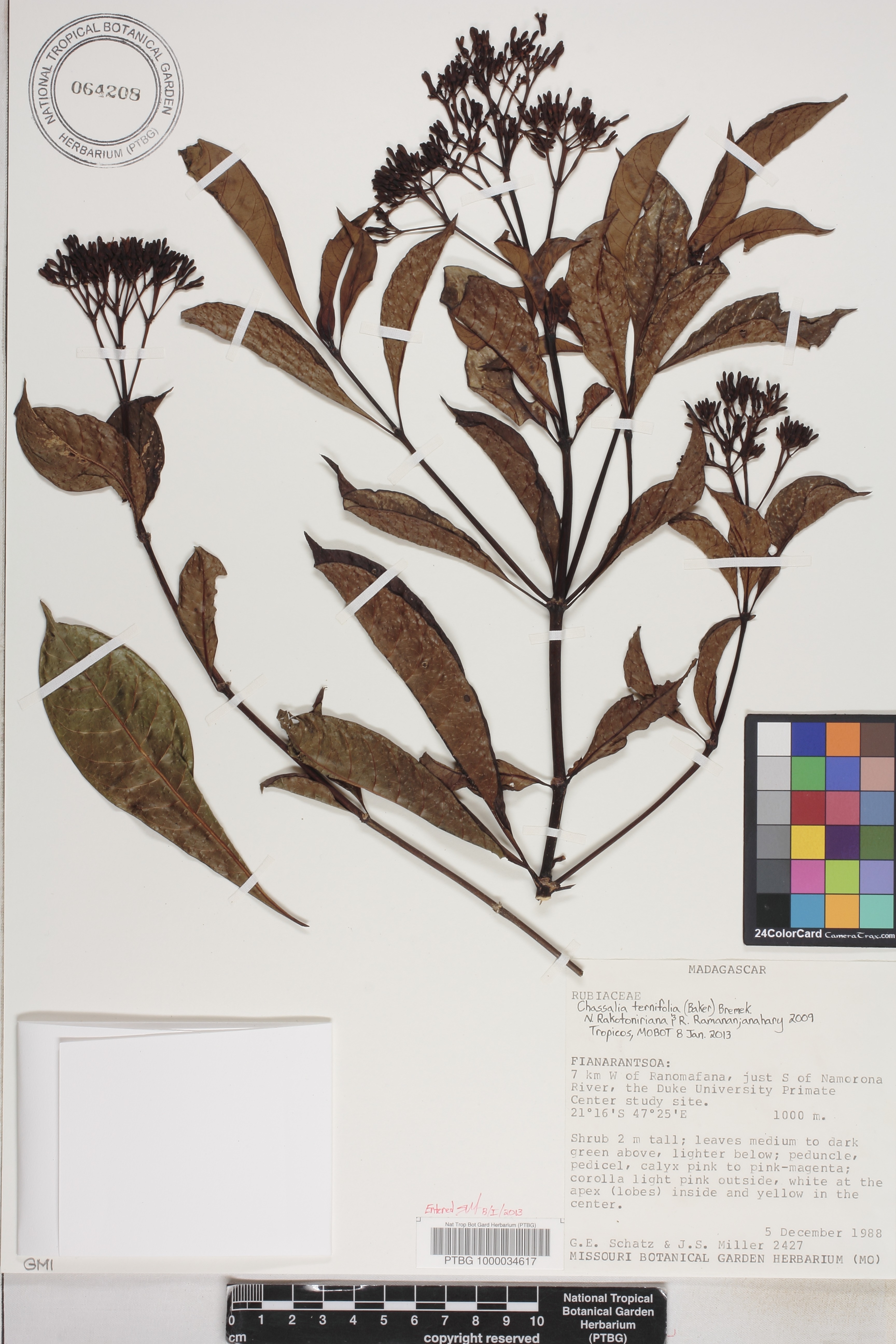 Chassalia ternifolia image