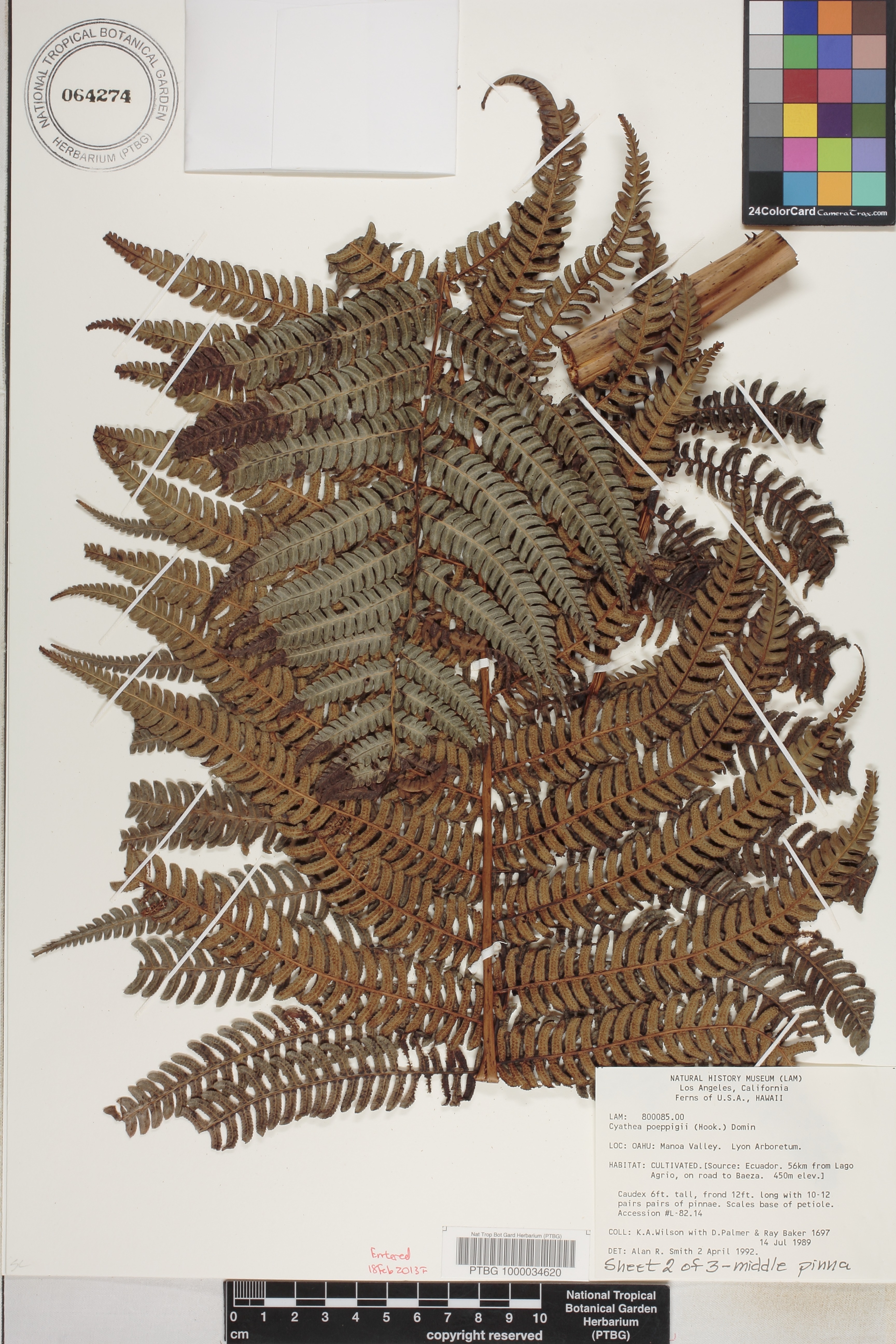 Cyathea poeppigii image