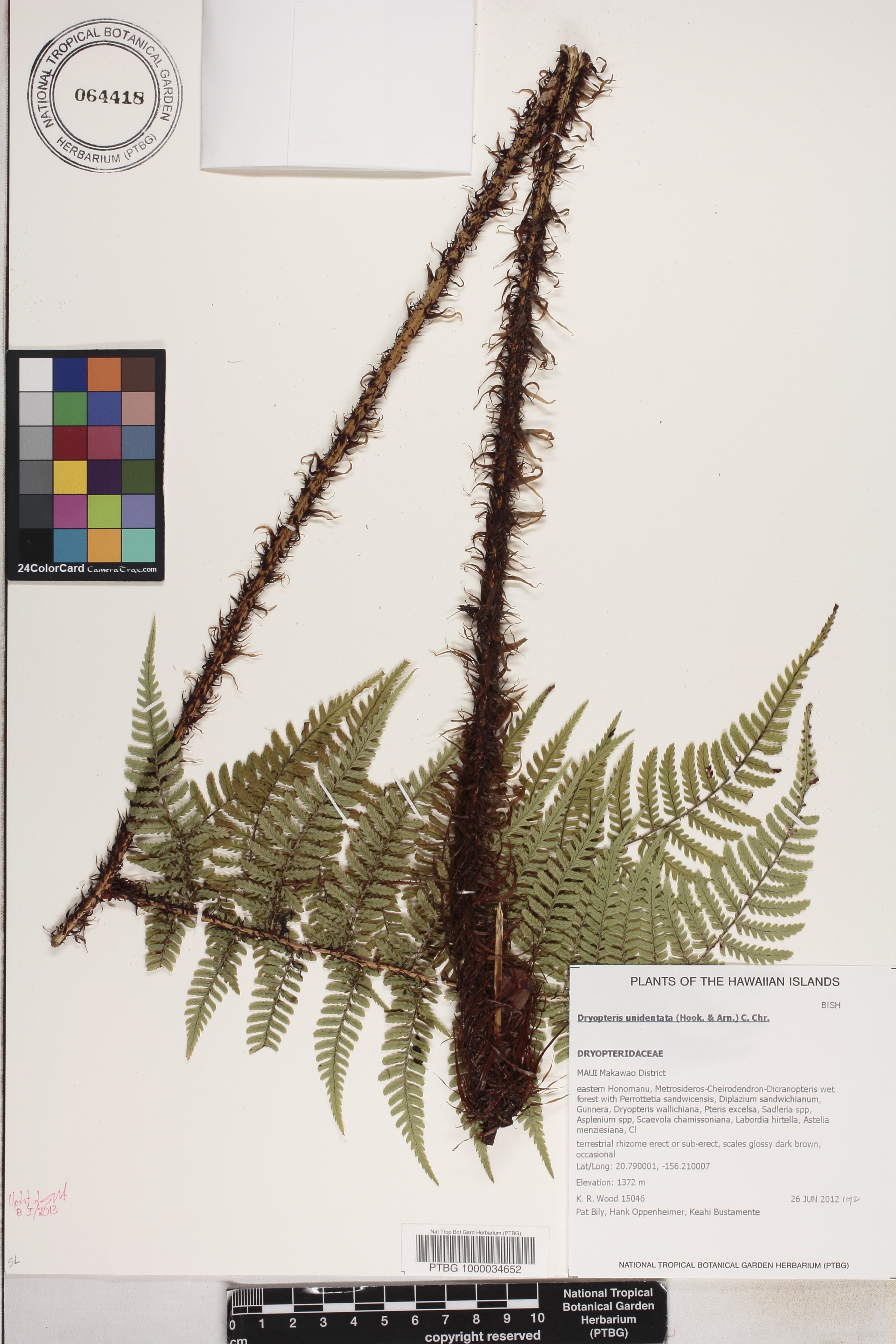 Dryopteris unidentata image