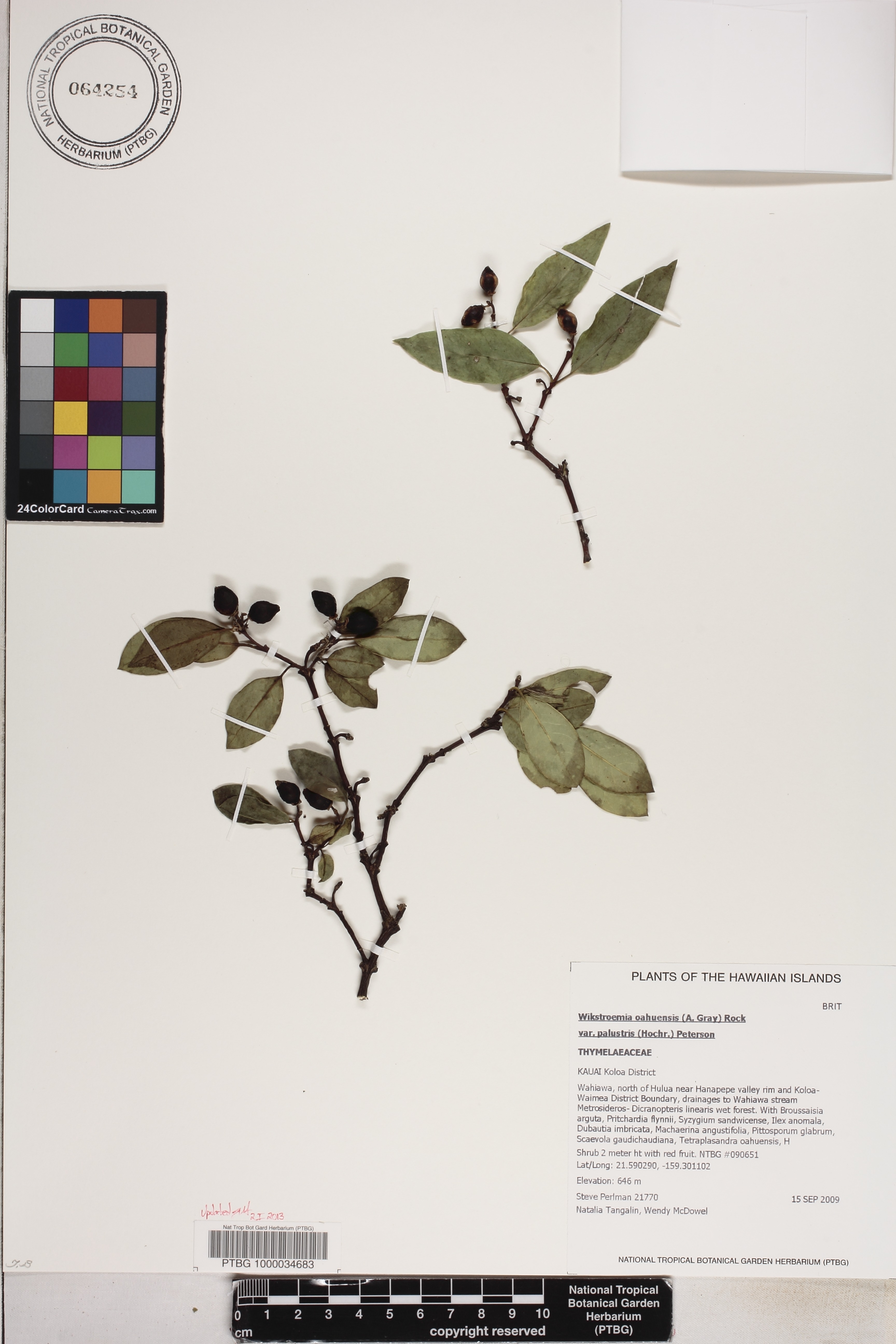 Wikstroemia oahuensis var. palustris image