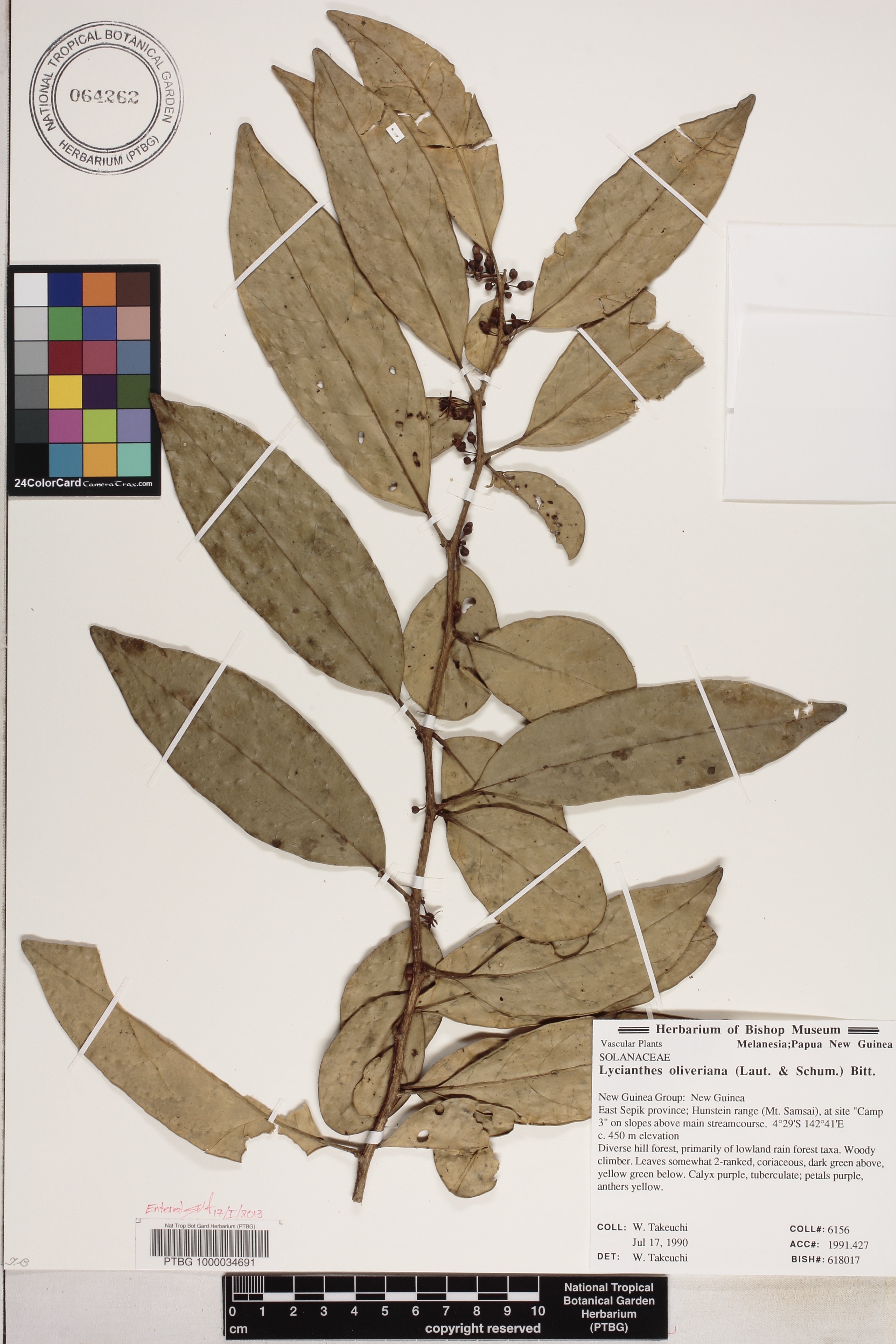 Lycianthes image