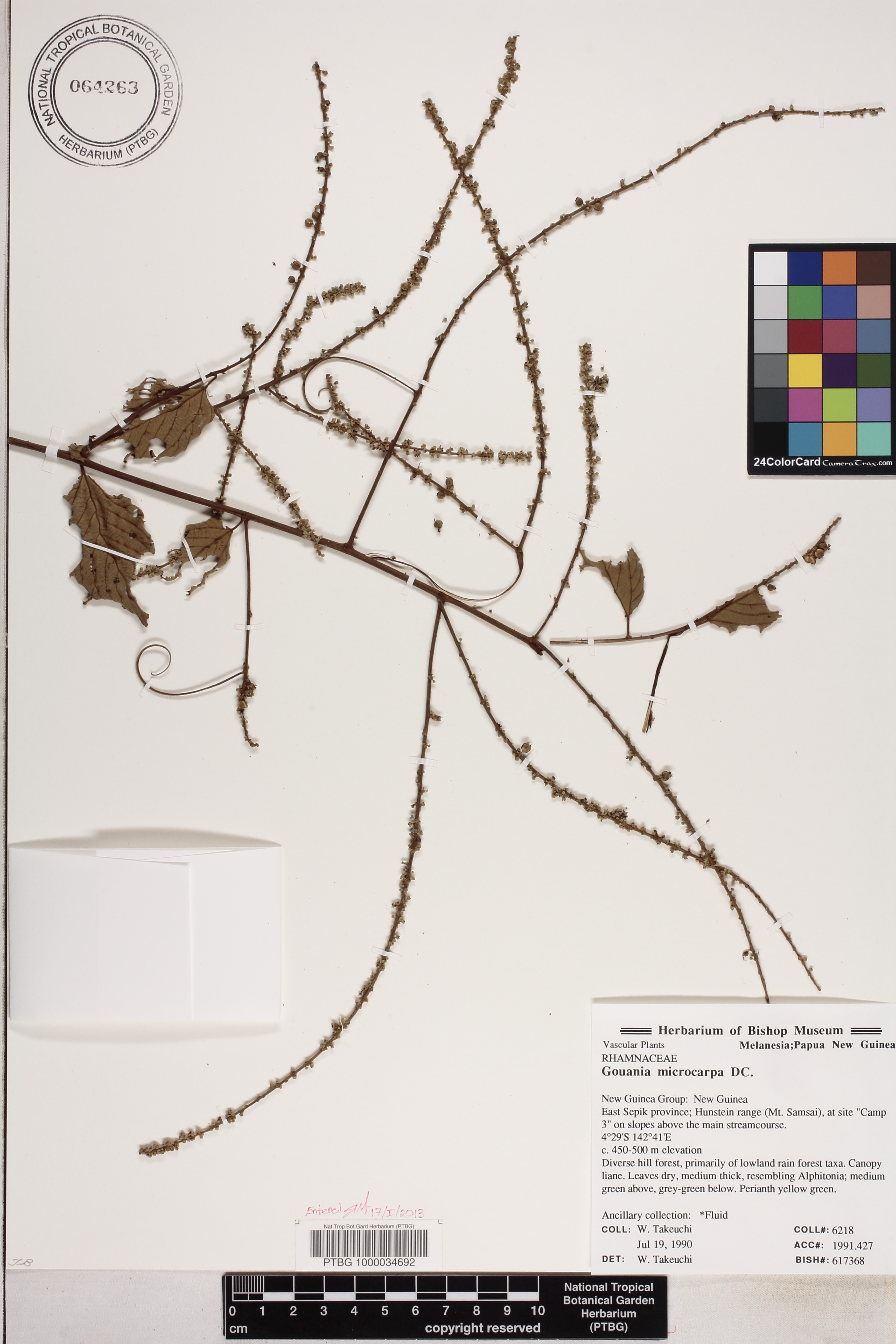 Gouania microcarpa image