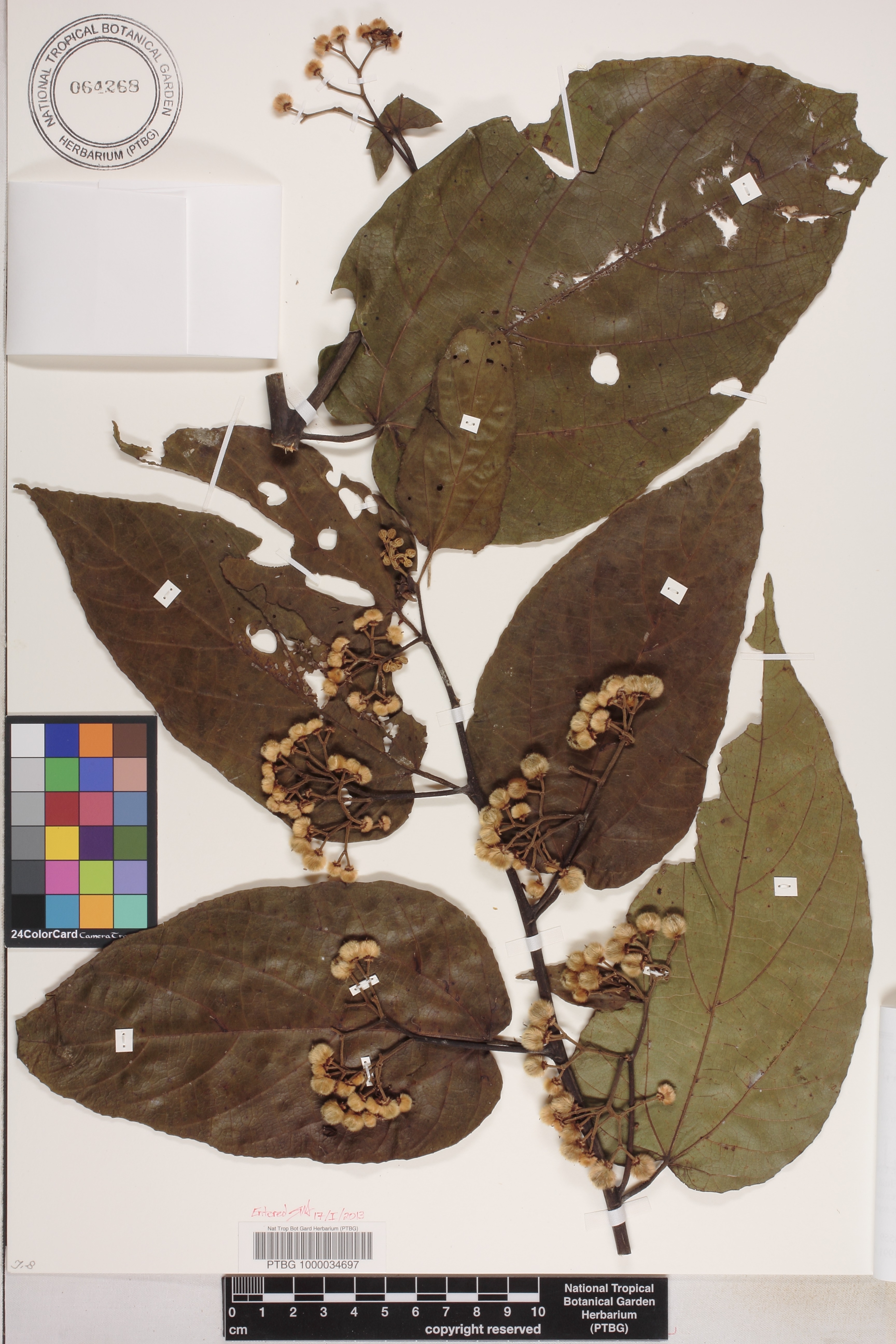 Trichospermum pleiostigma image