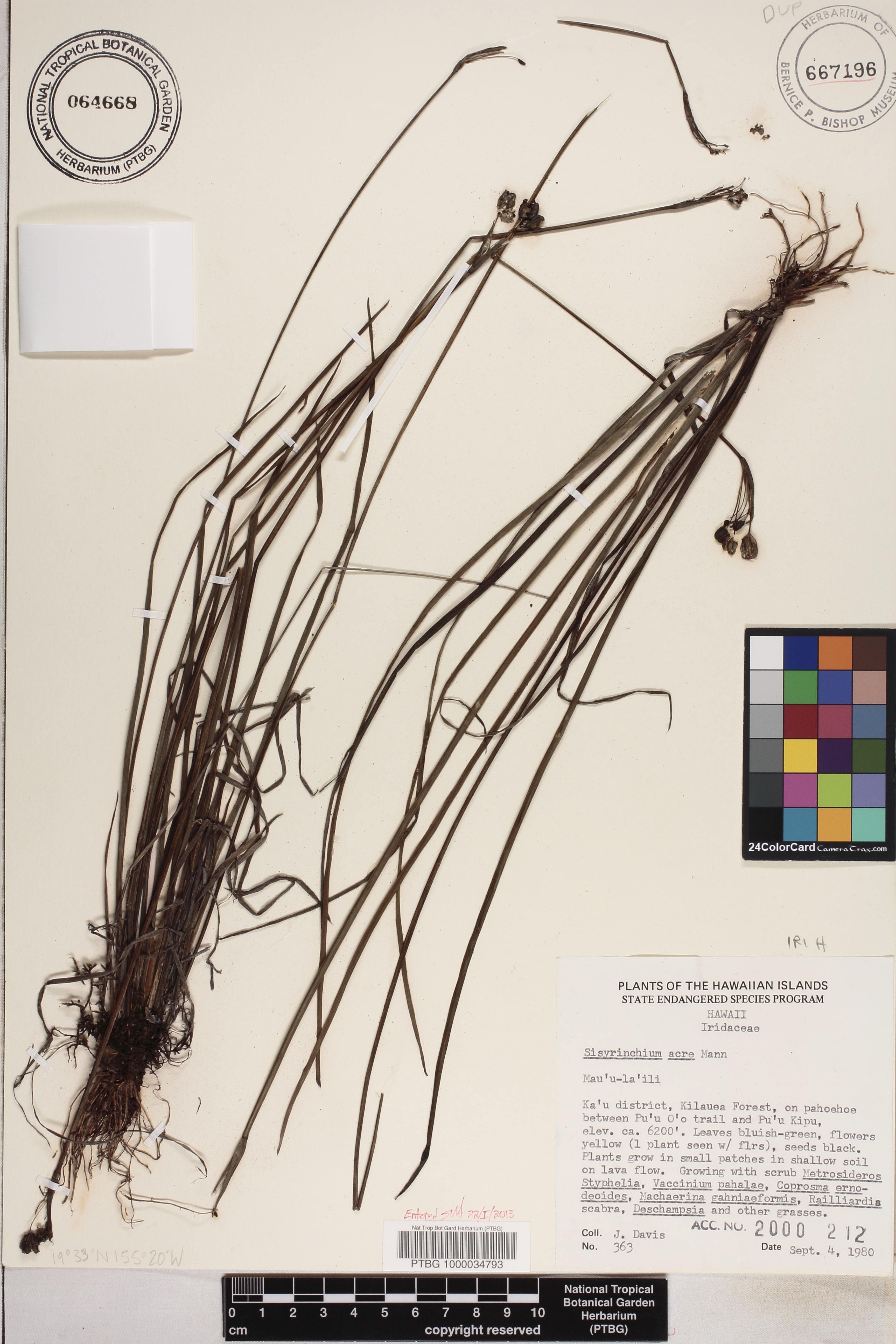Sisyrinchium acre image