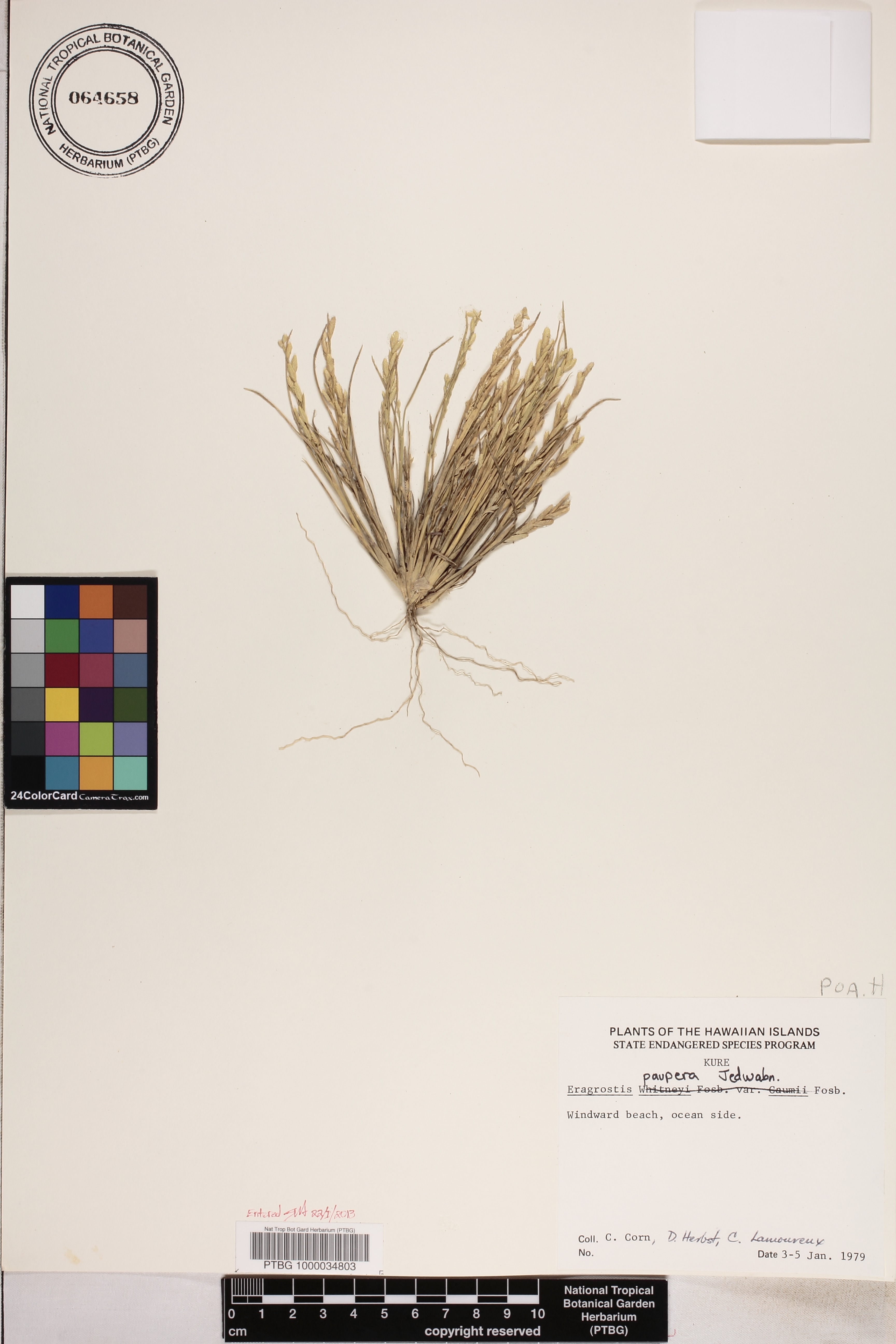Eragrostis paupera image