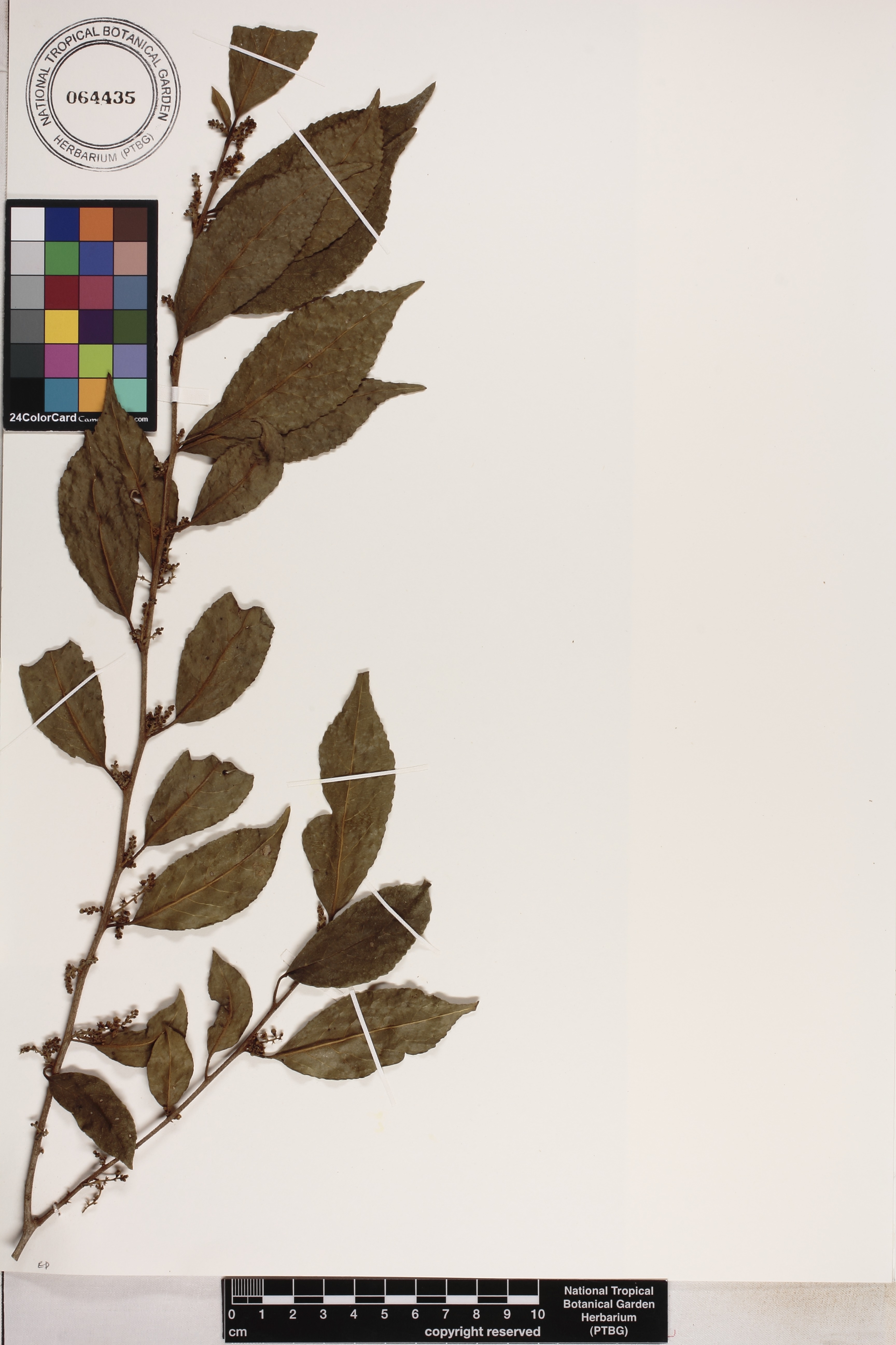 Symplocos leptophylla image