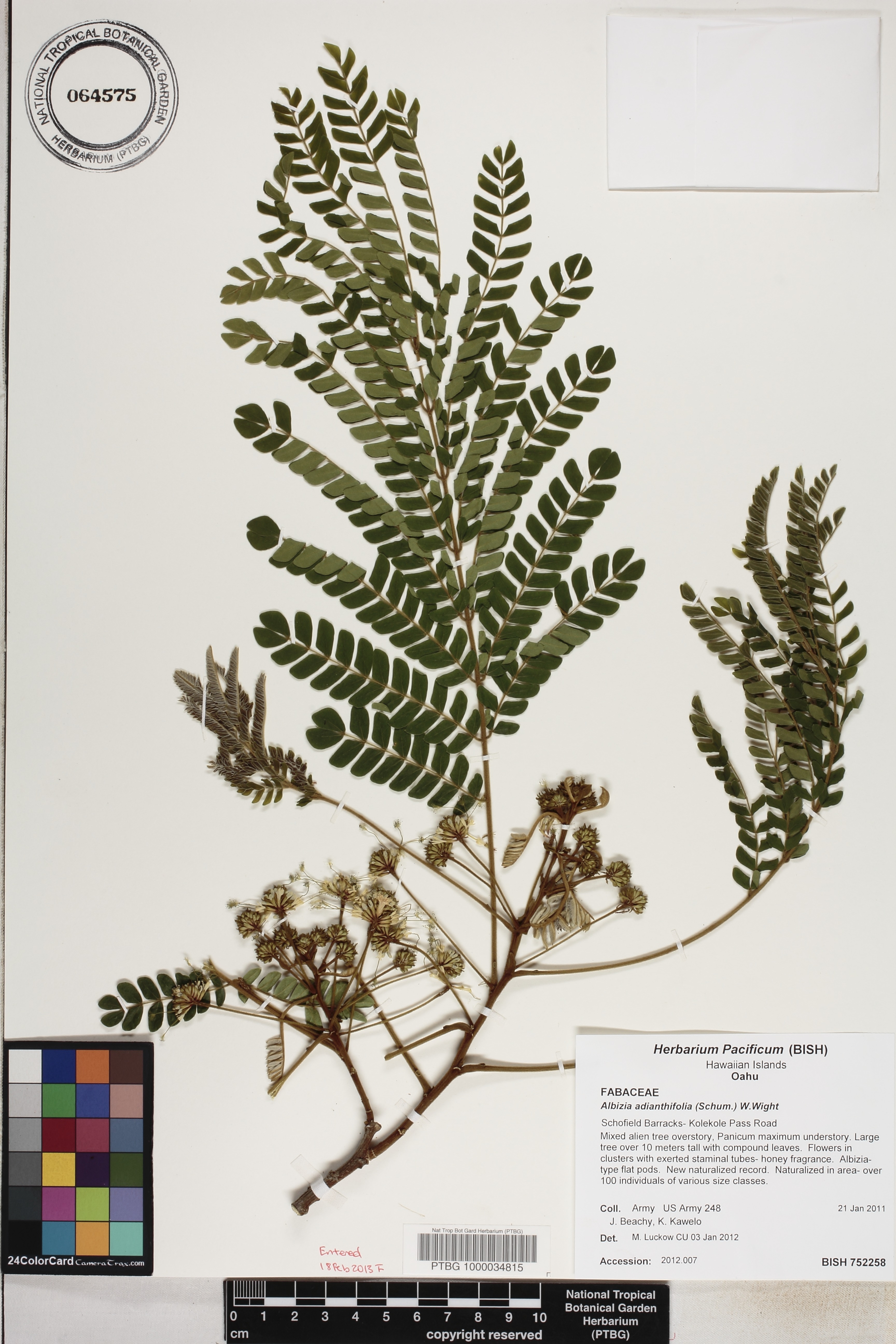 Albizia adianthifolia image