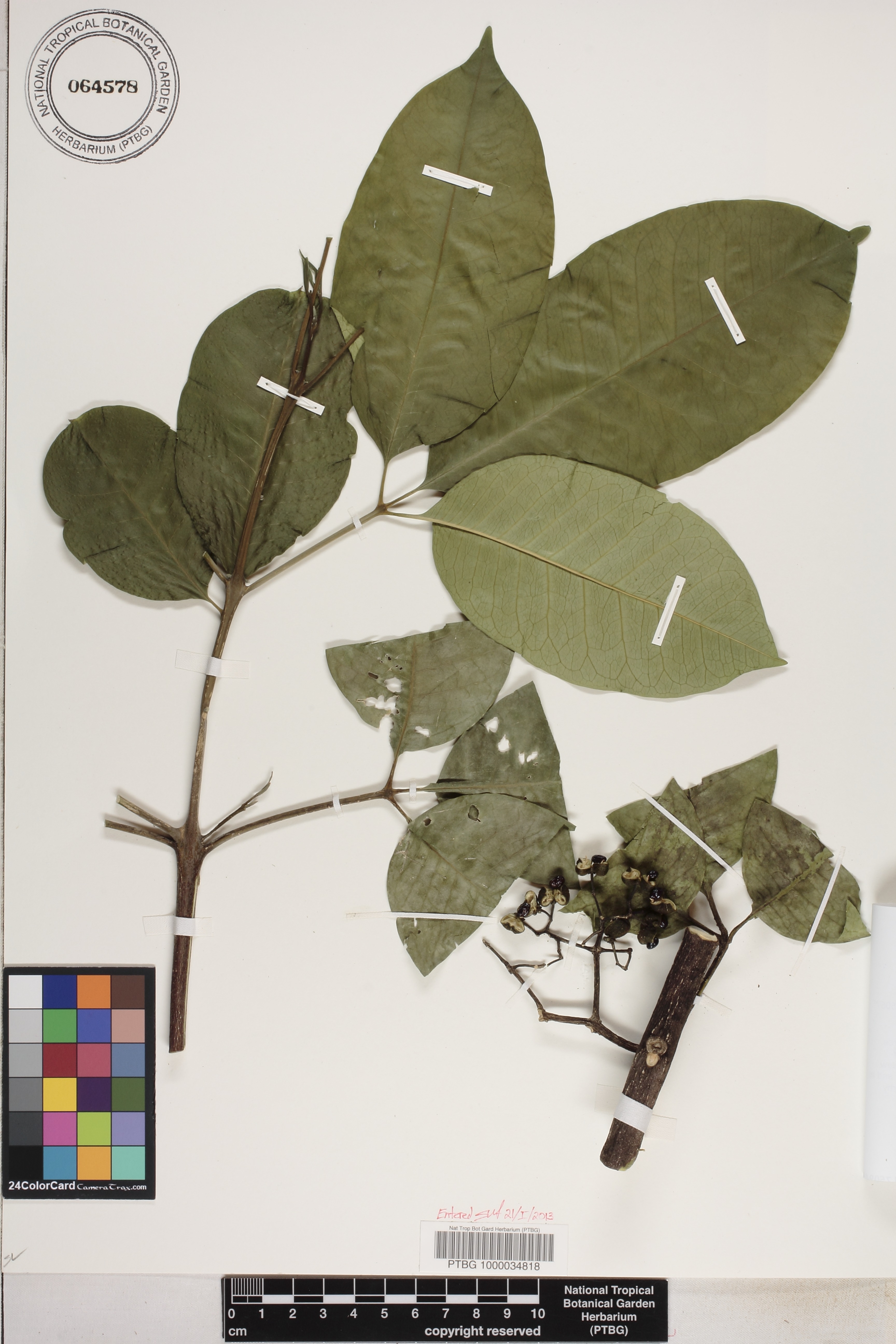 Melicope elleryana image