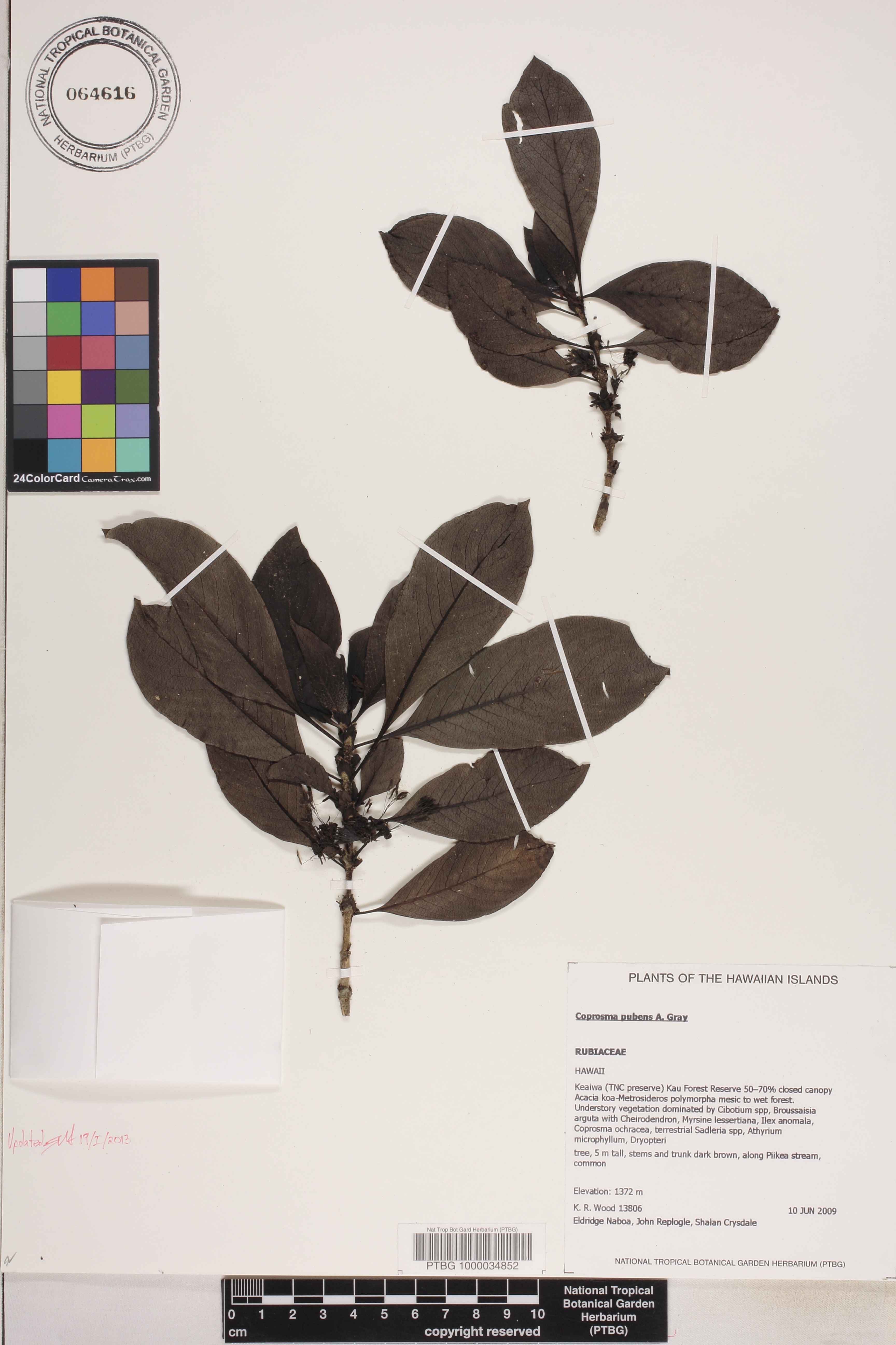 Coprosma image