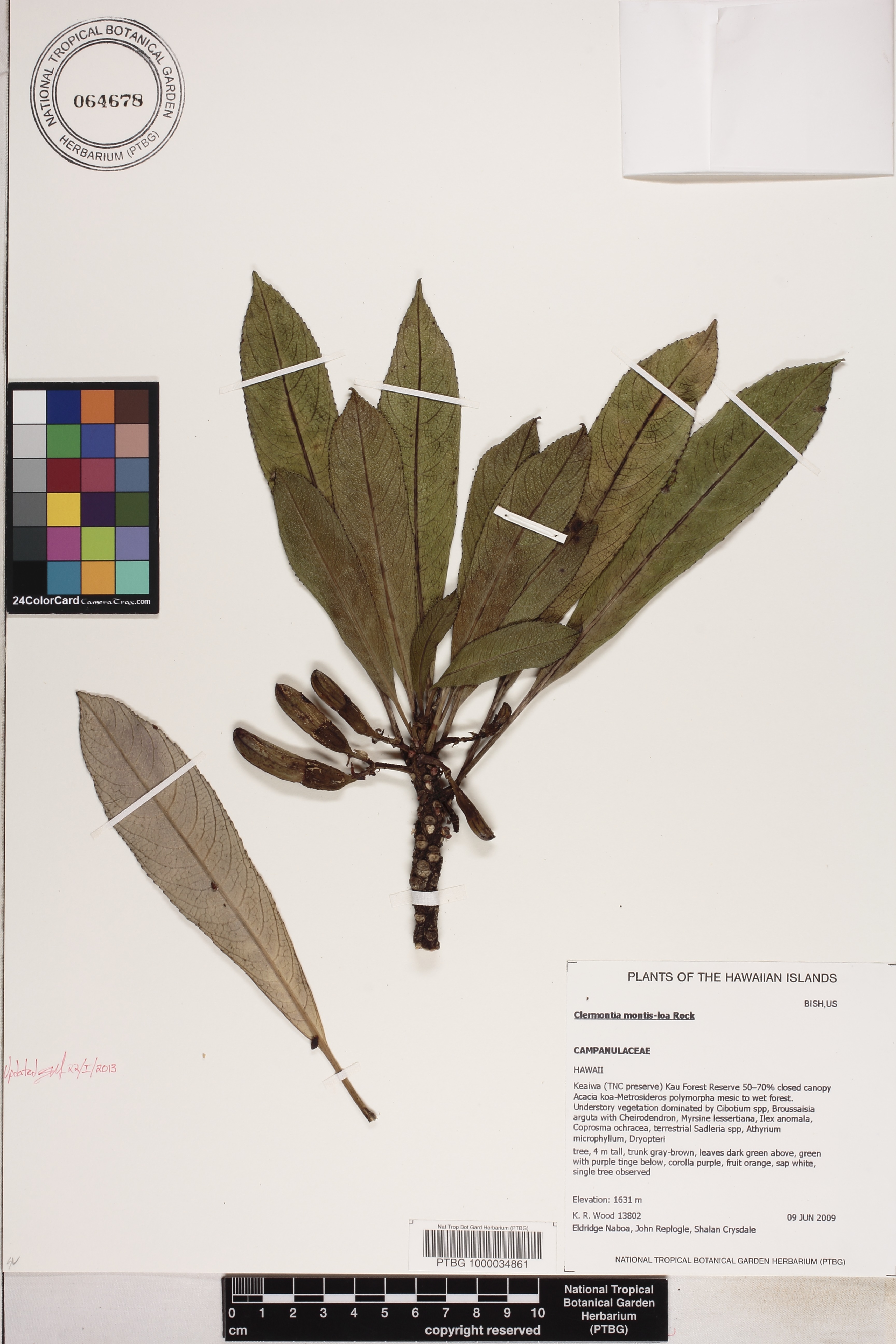 Clermontia montis-loa image