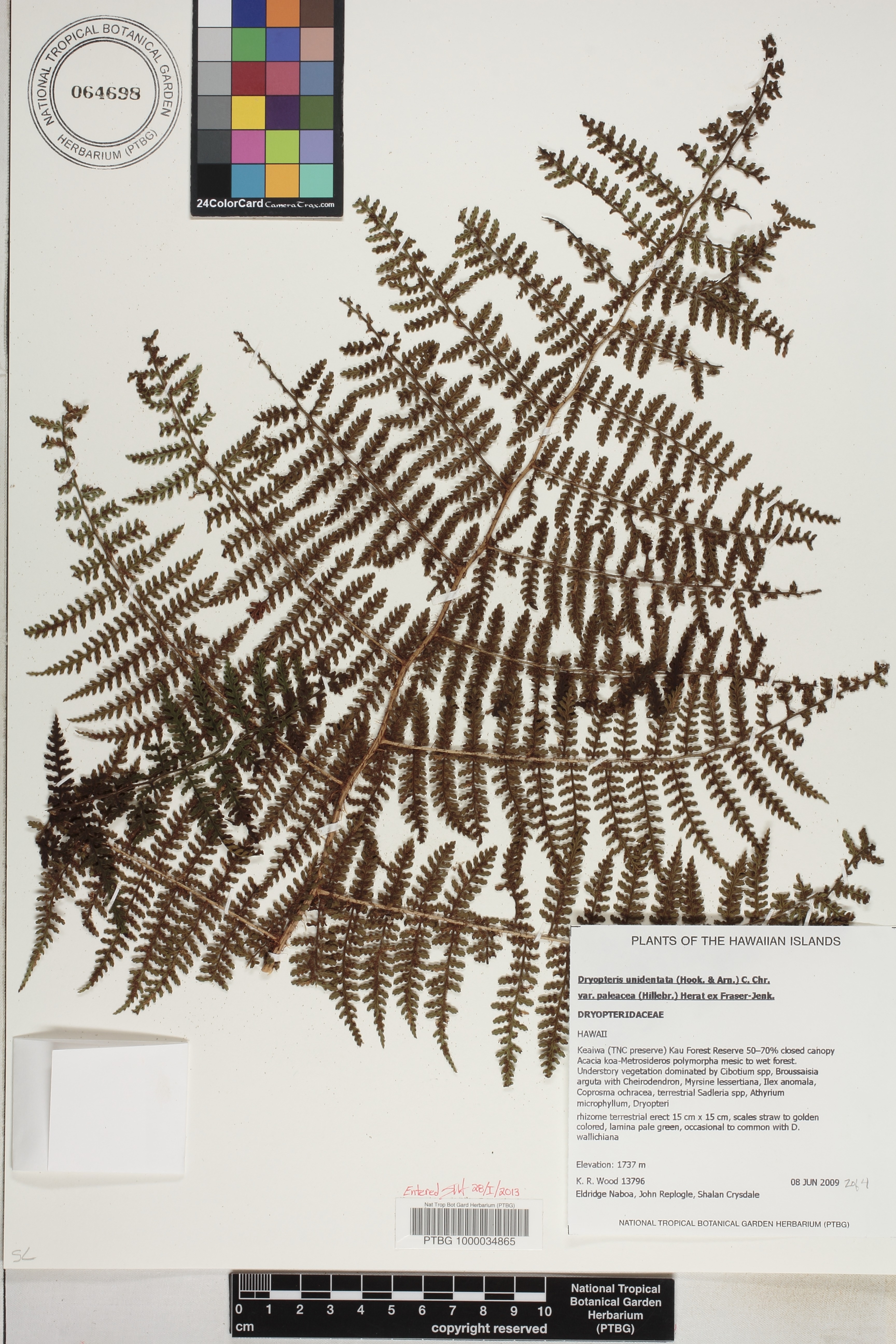 Dryopteris unidentata var. paleacea image