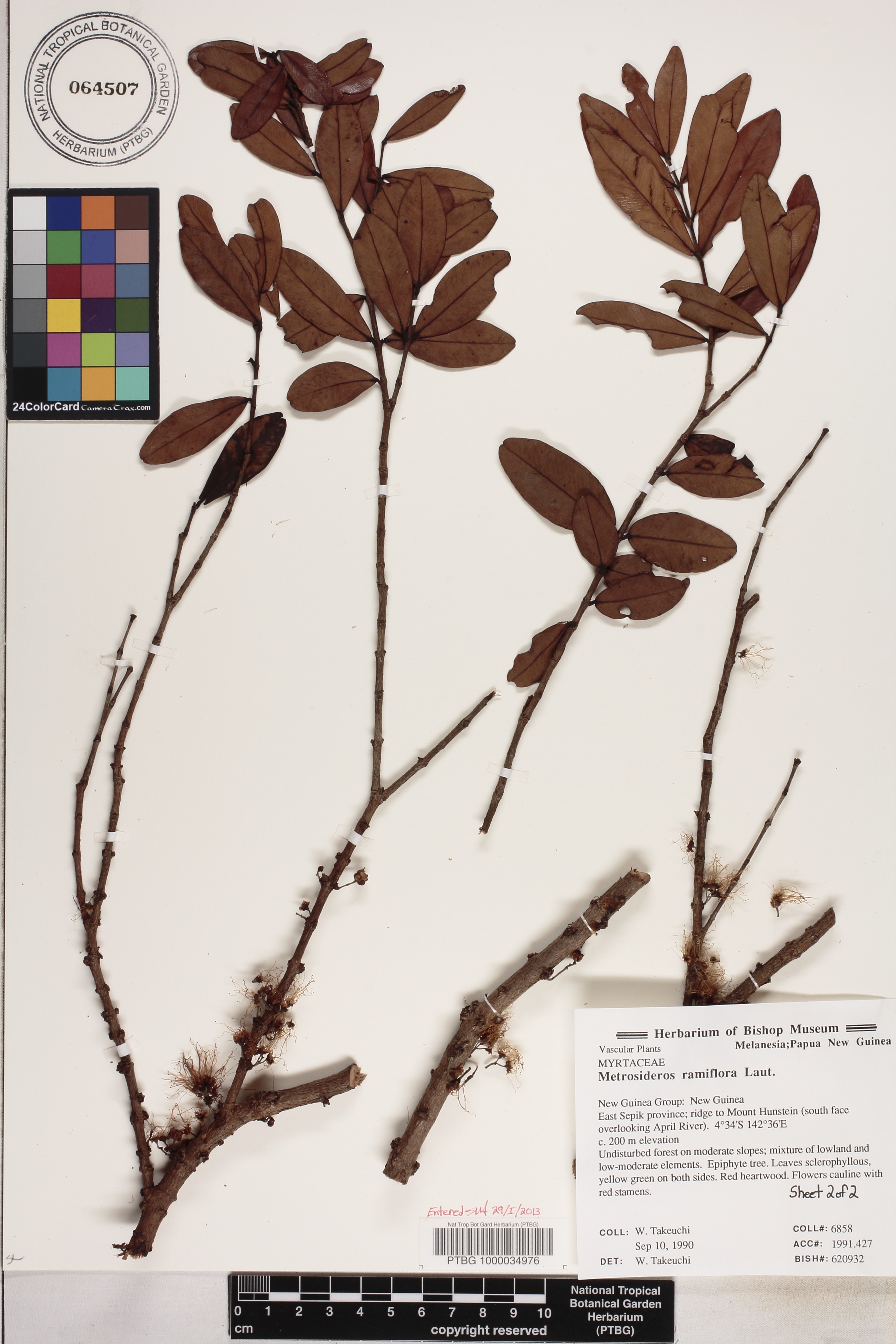 Metrosideros ramiflora image