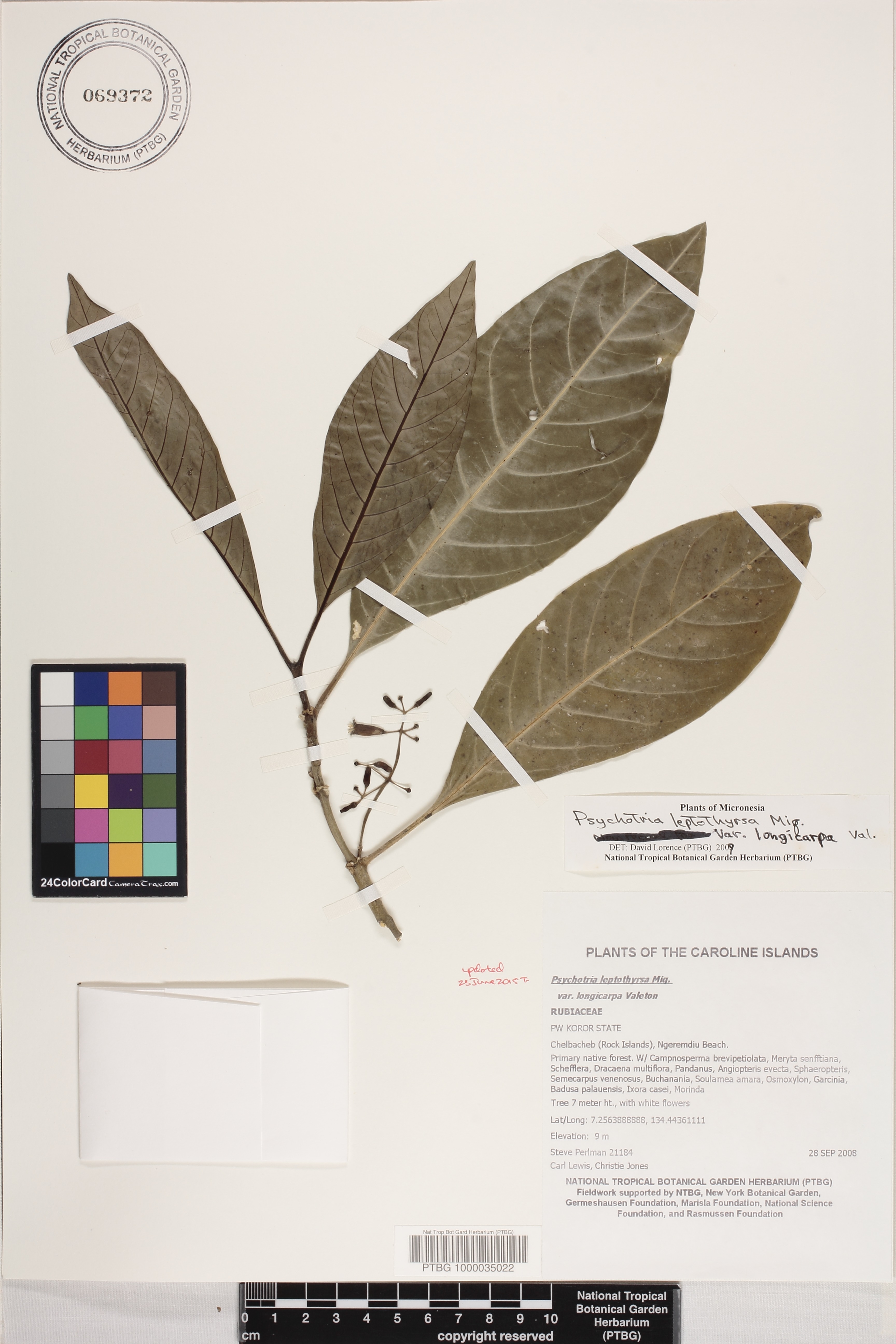 Psychotria leptothyrsa var. longicarpa image
