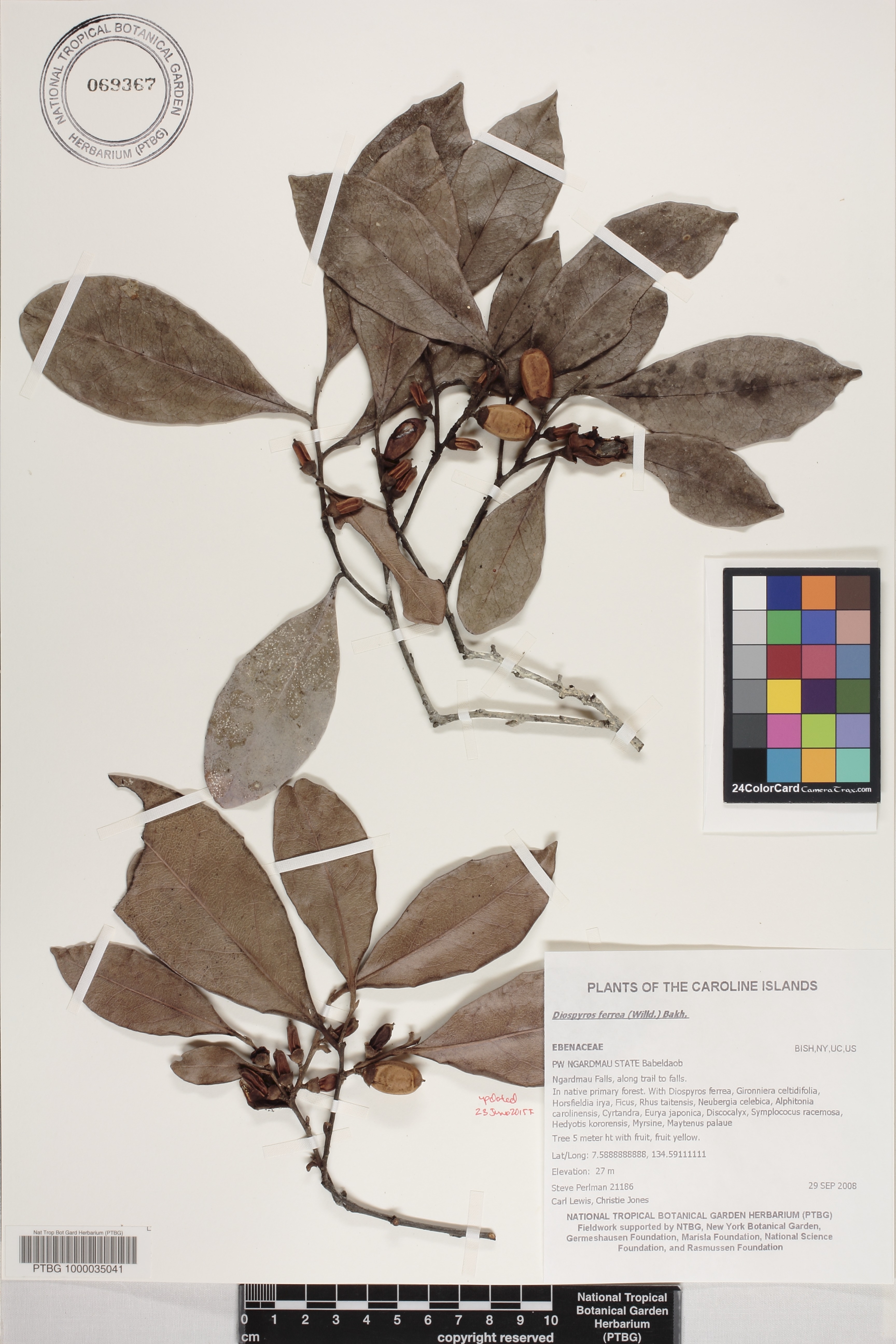Diospyros ferrea image