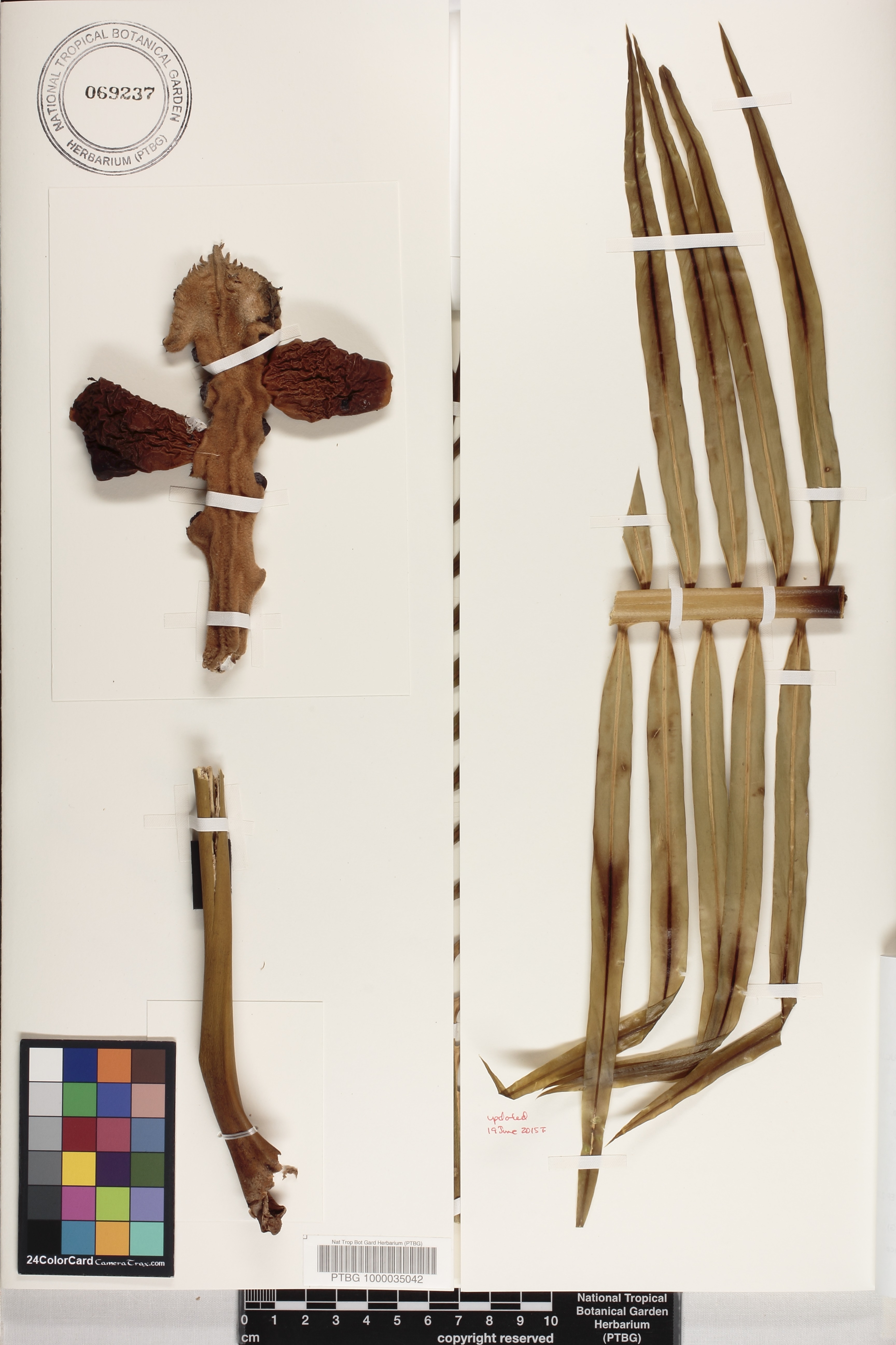 Cycas micronesica image