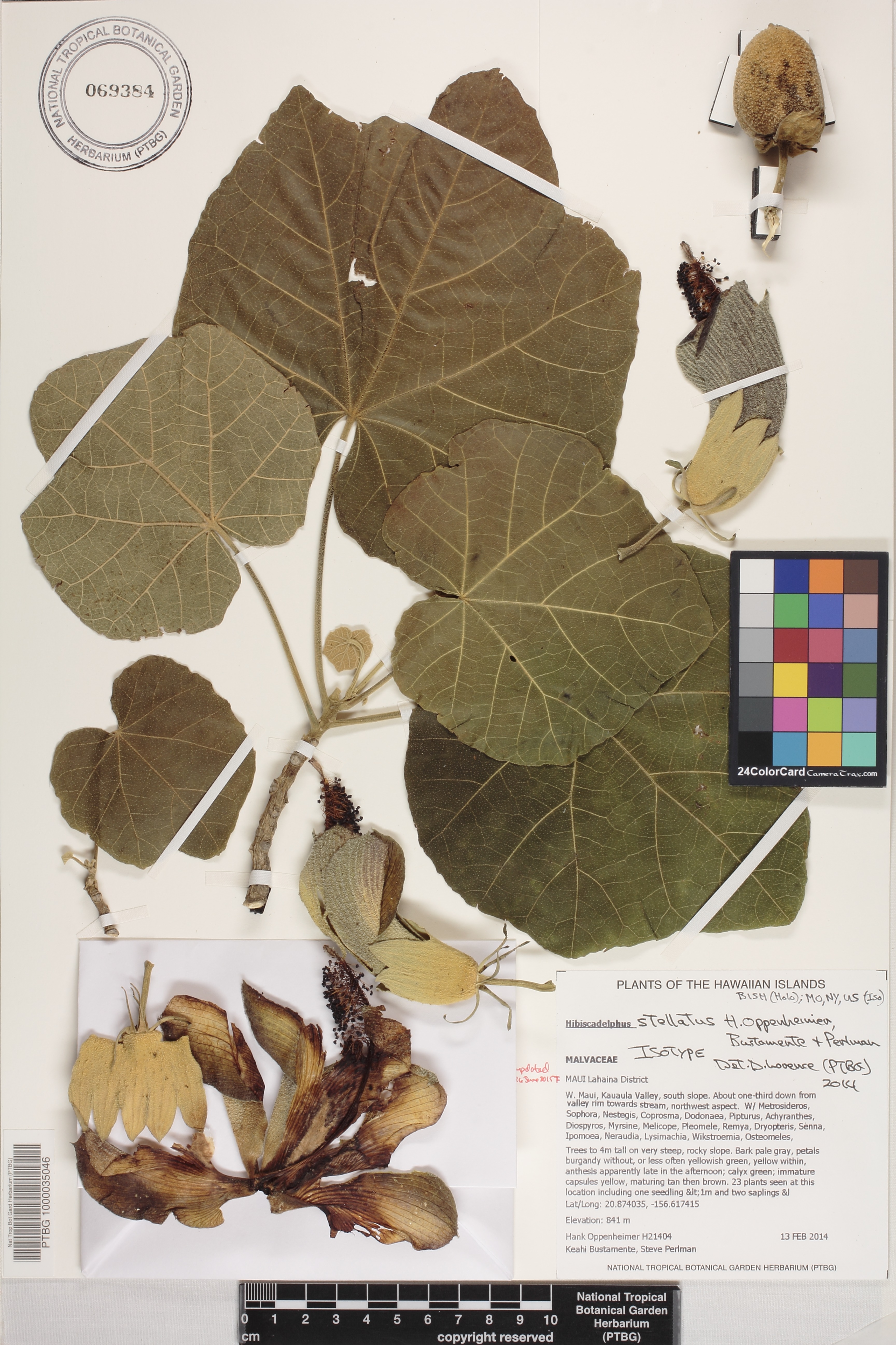 Hibiscadelphus image