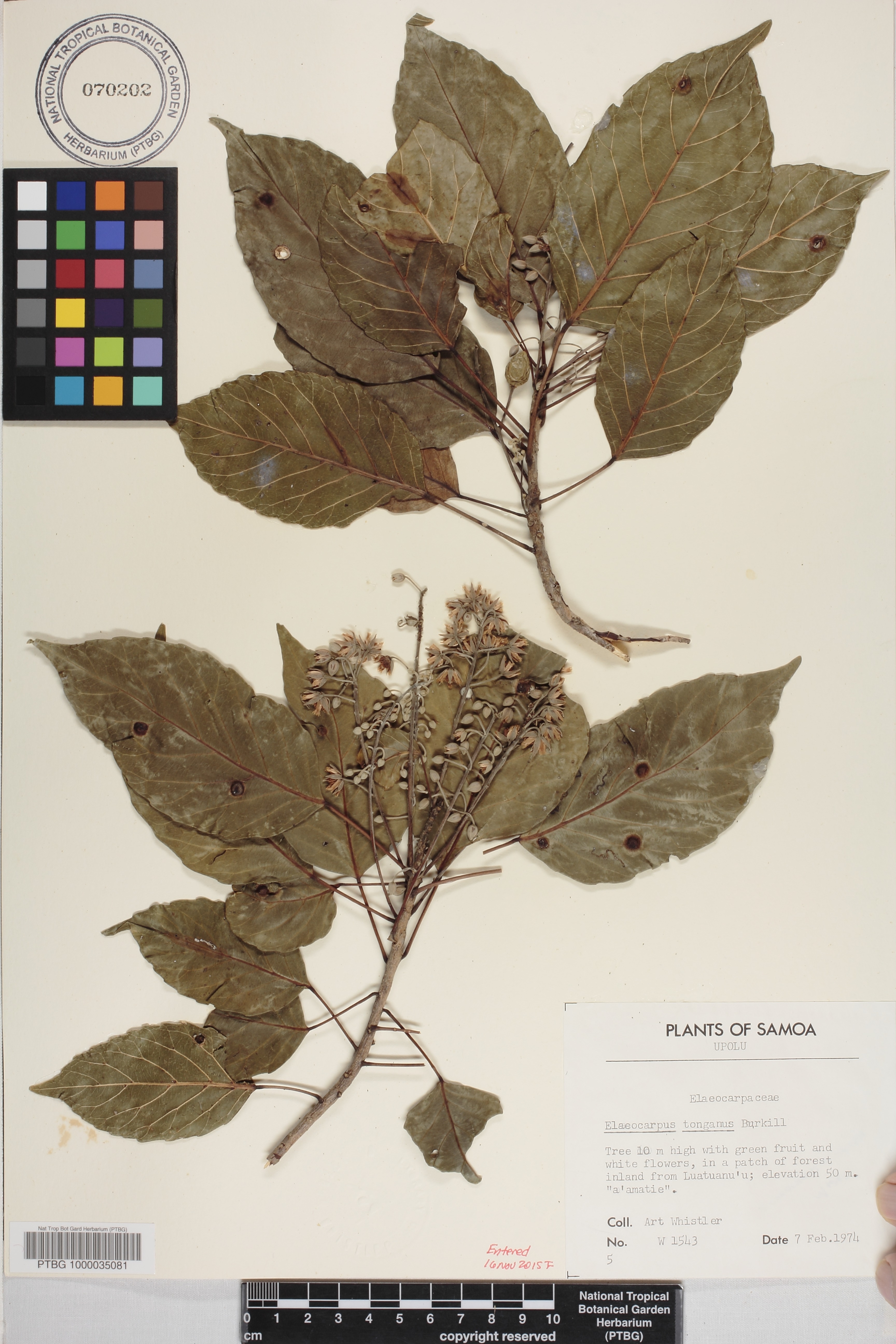 Elaeocarpaceae image