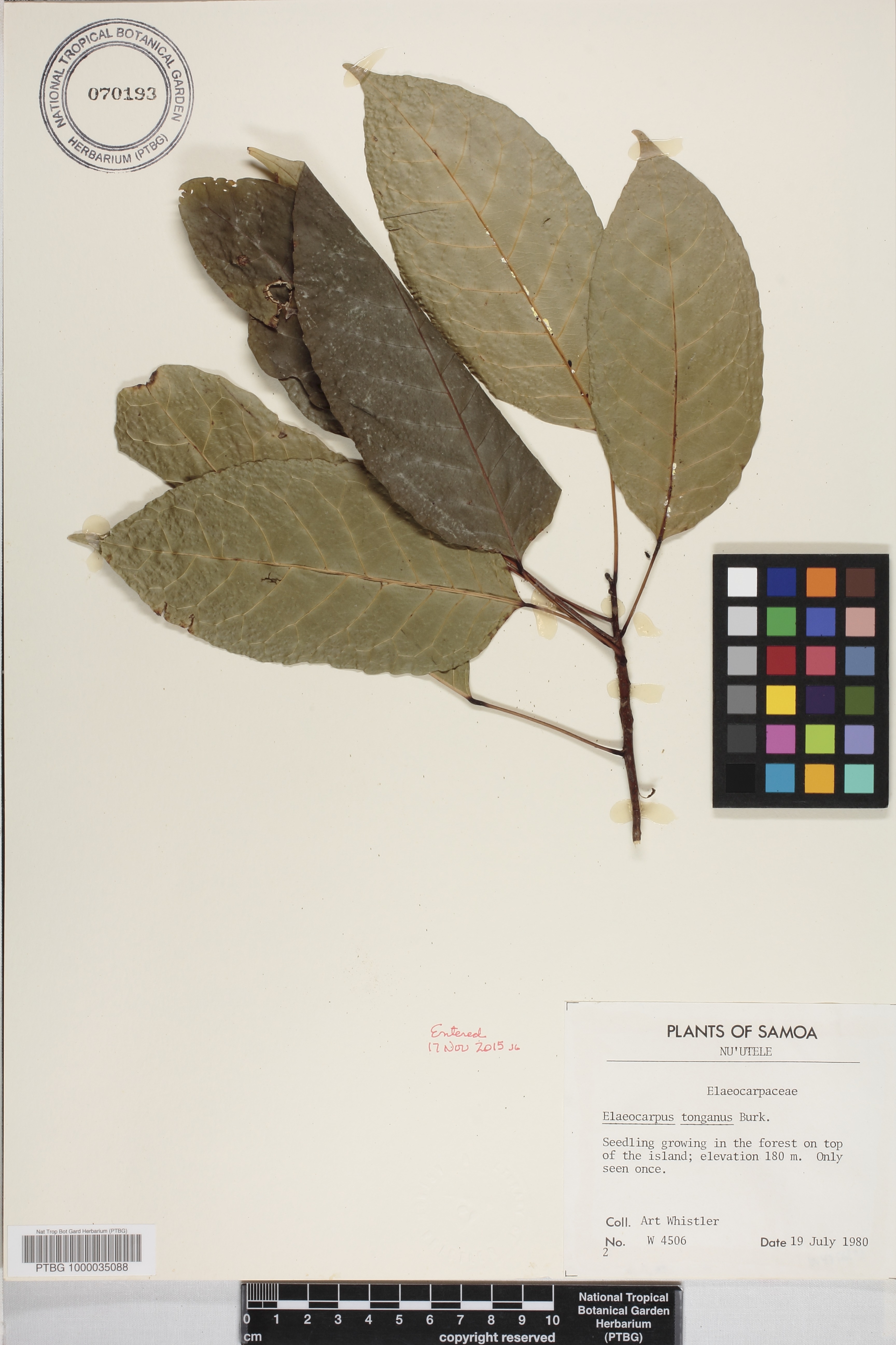 Elaeocarpus tonganus image