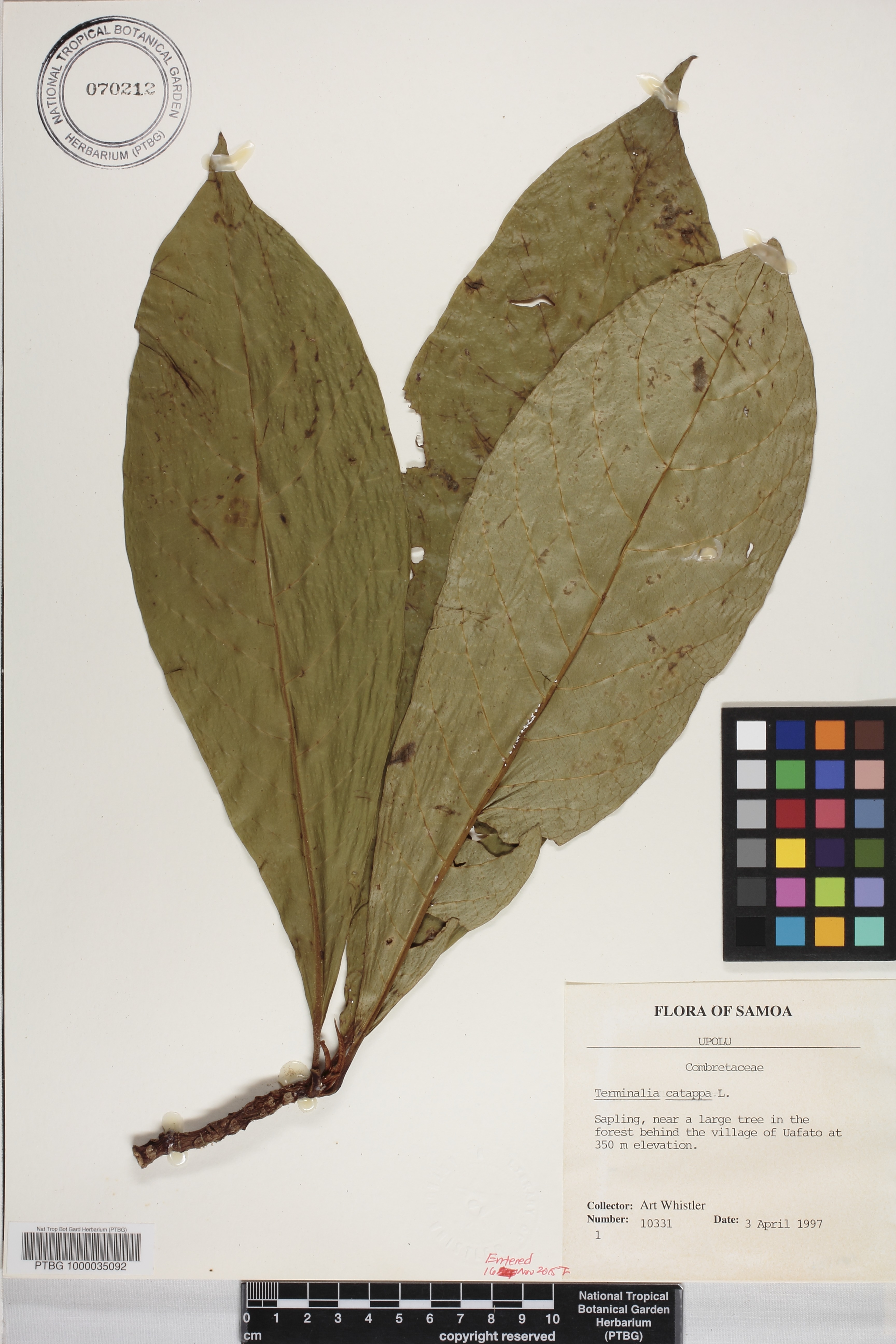 Terminalia catappa image