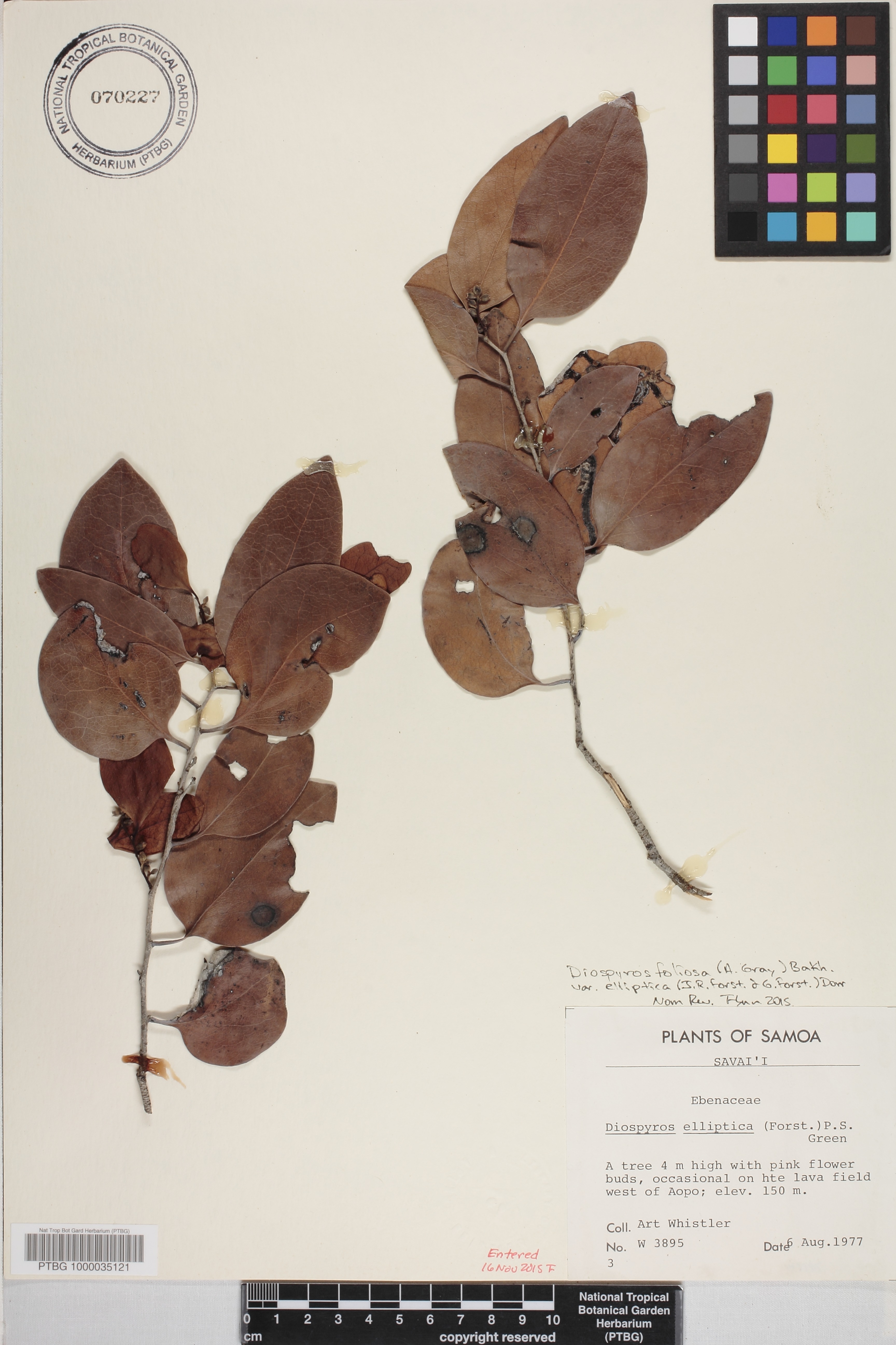 Diospyros image