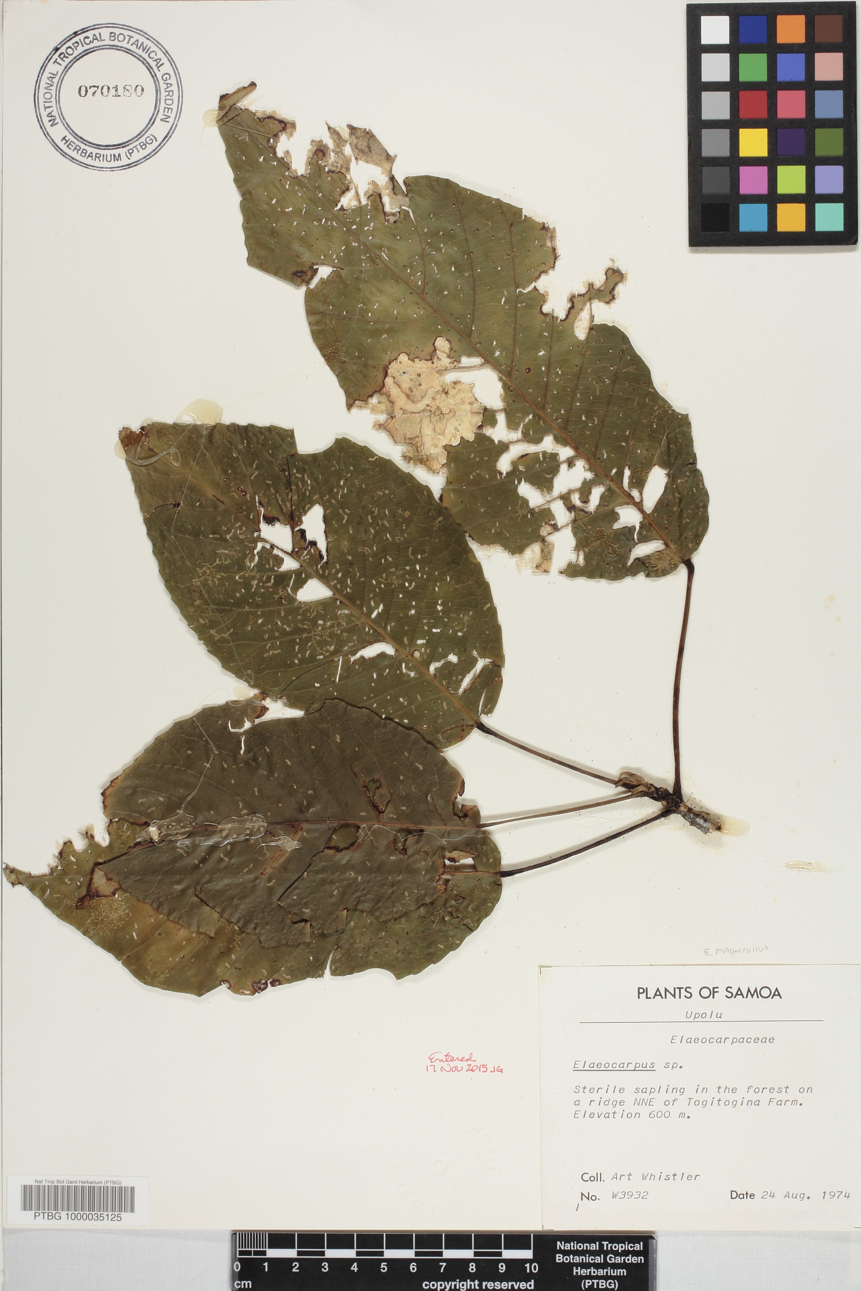 Elaeocarpus image