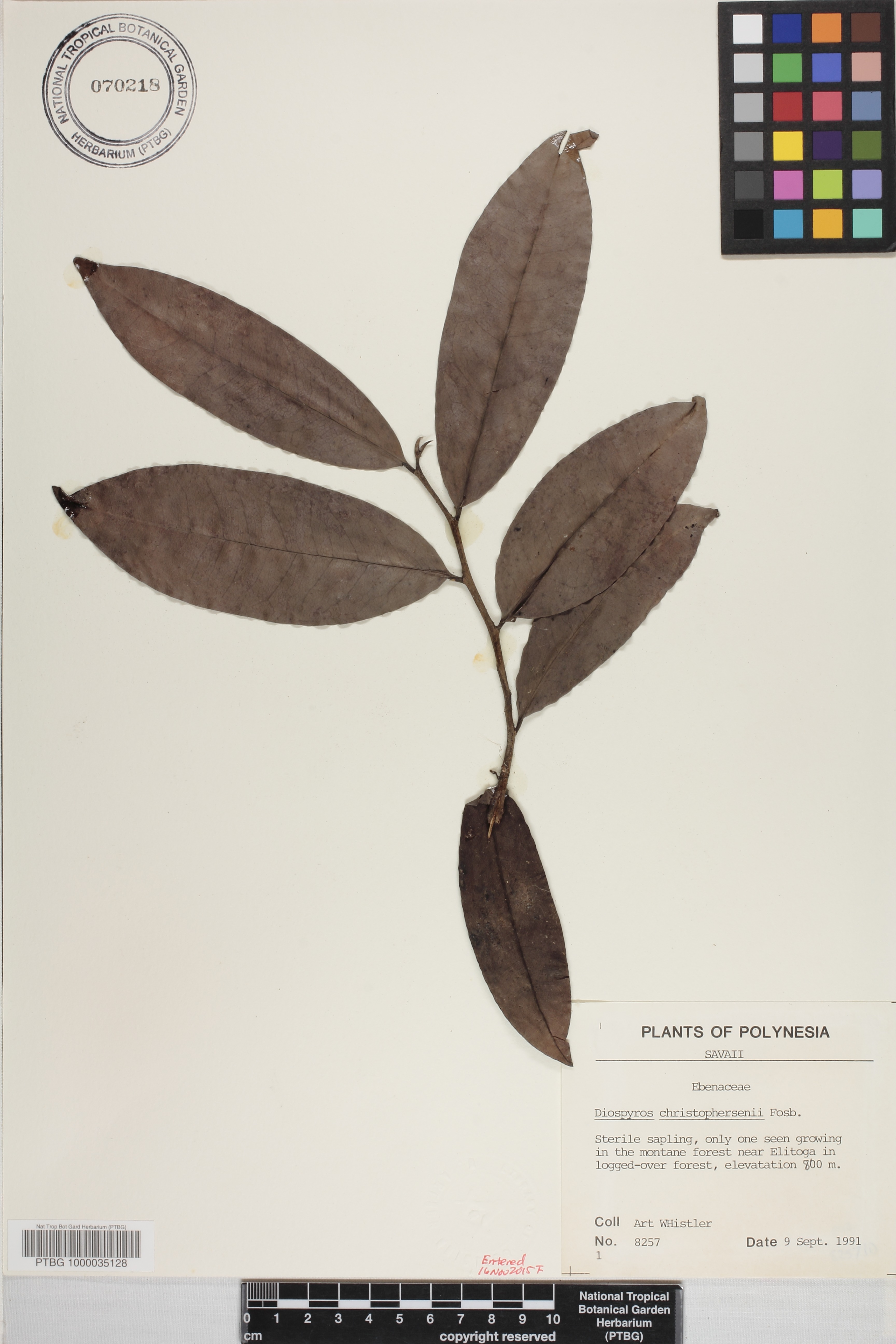 Ebenaceae image