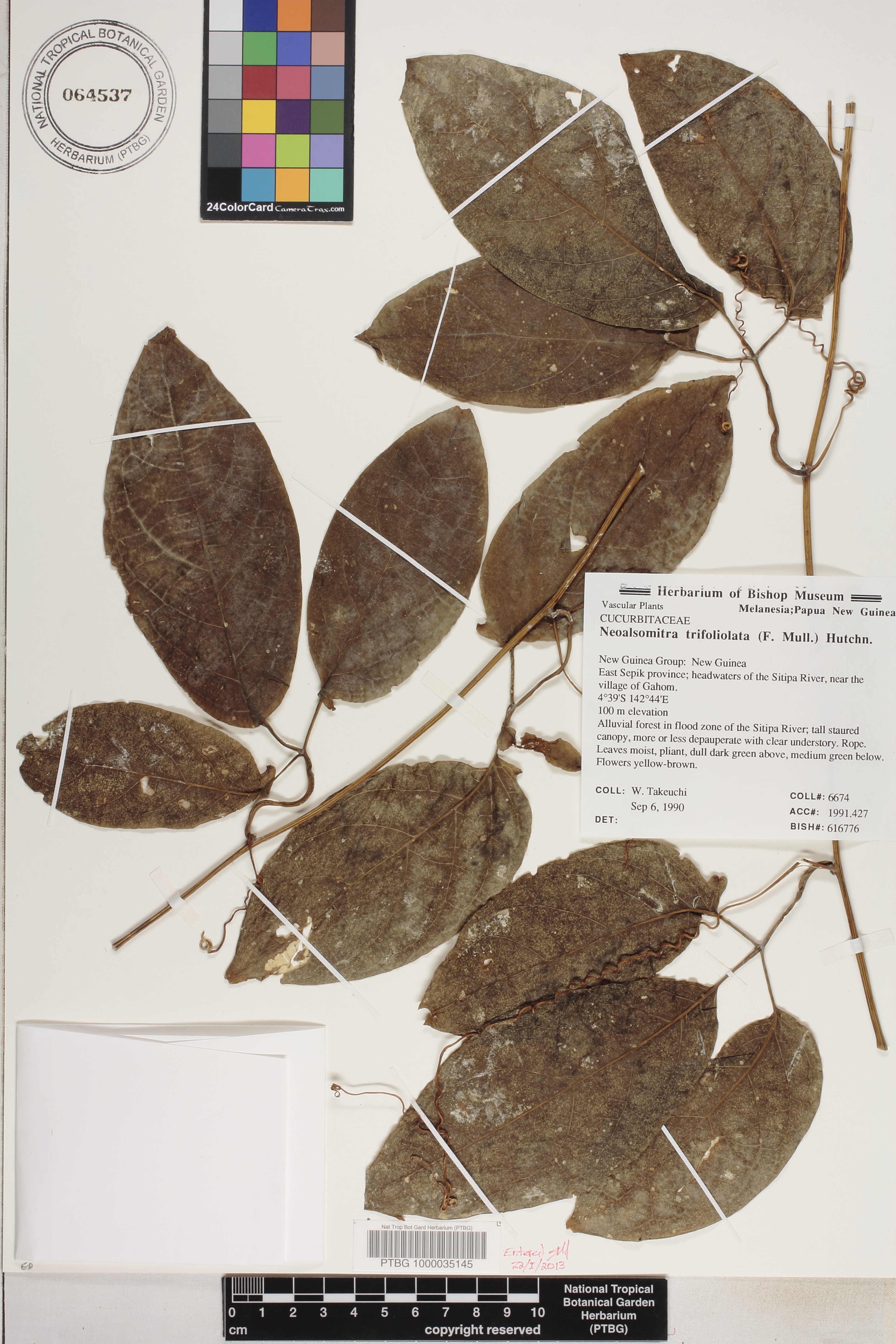 Neoalsomitra trifoliolata image
