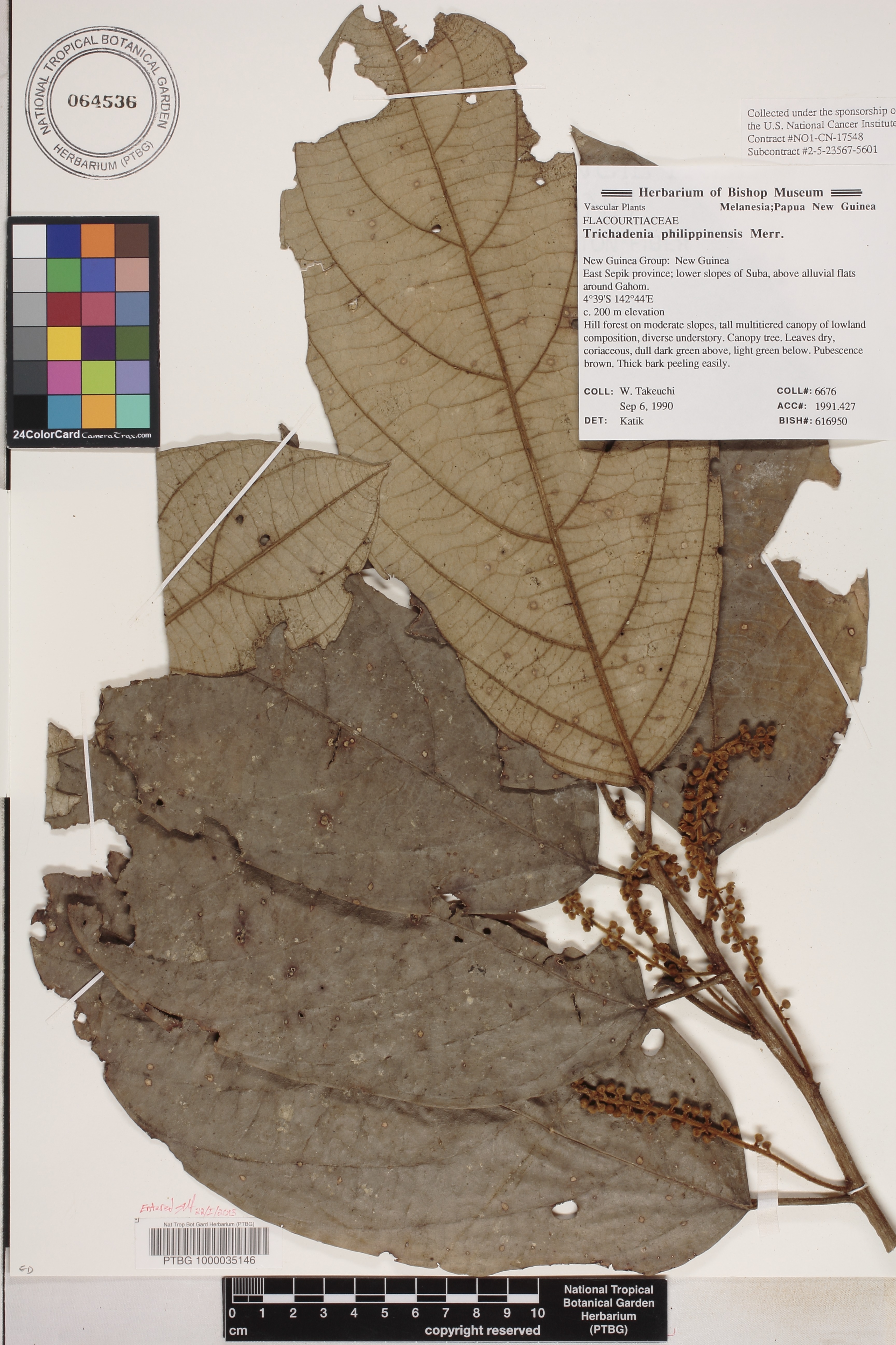 Trichadenia philippinensis image