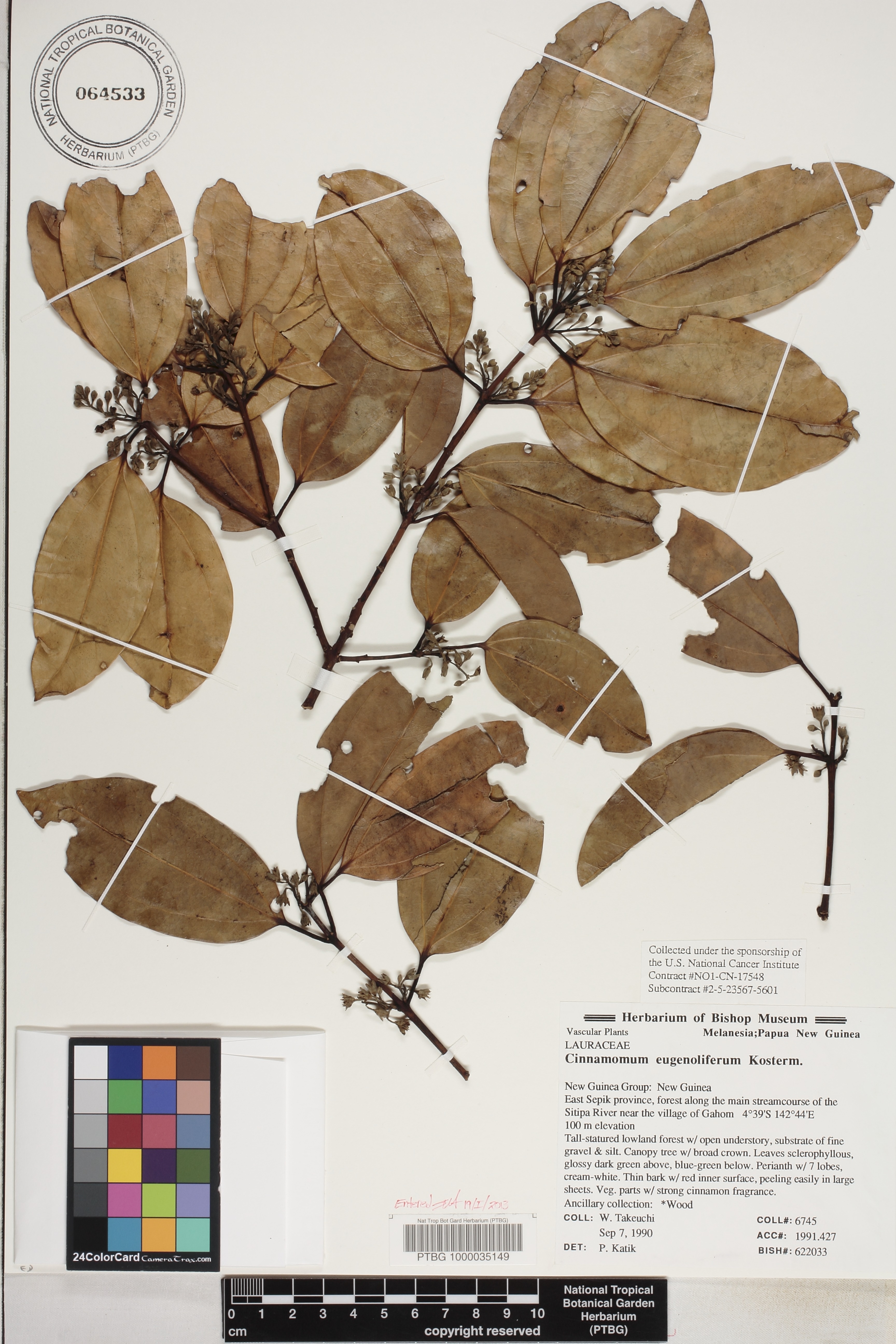 Cinnamomum eugenoliferum image